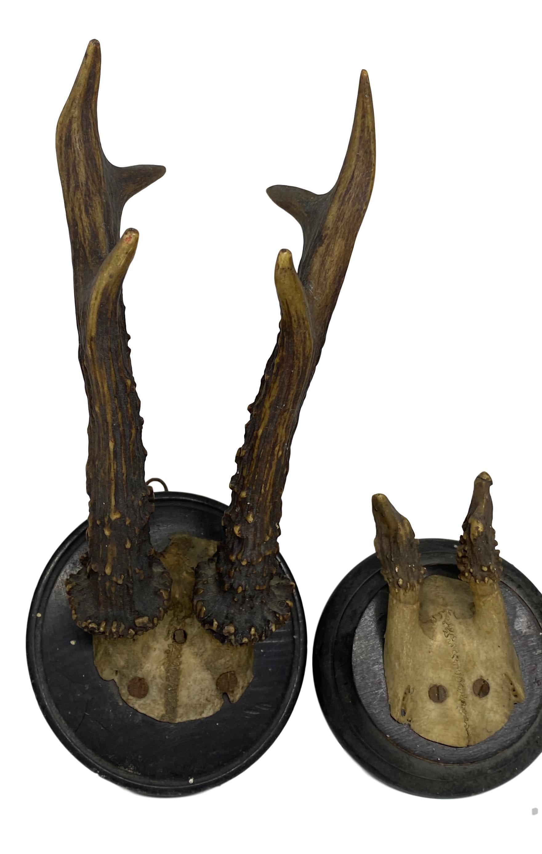 A set of three antique Black Forest deer antler trophies on hand carved, black lacquered wooden plaques. They are from the 1890s or older. Measures: Tallest is approximate 10 1/4