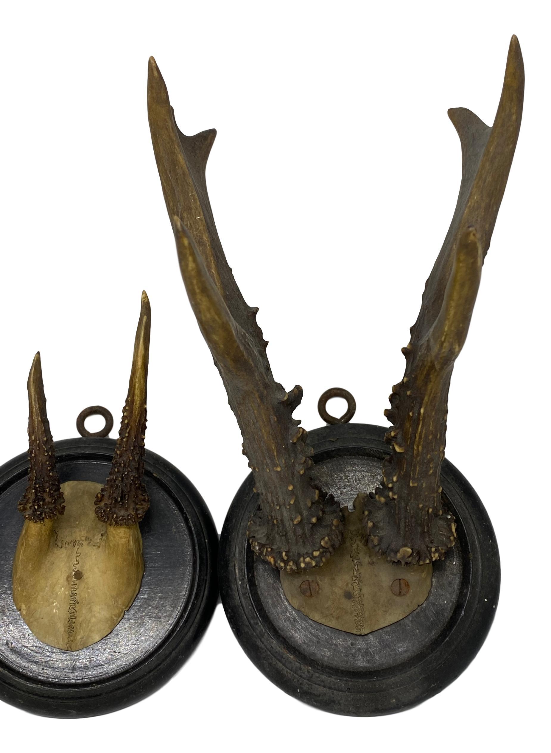 Folk Art Three Antique Black Forest Deer Antler Trophies, German, 1890s