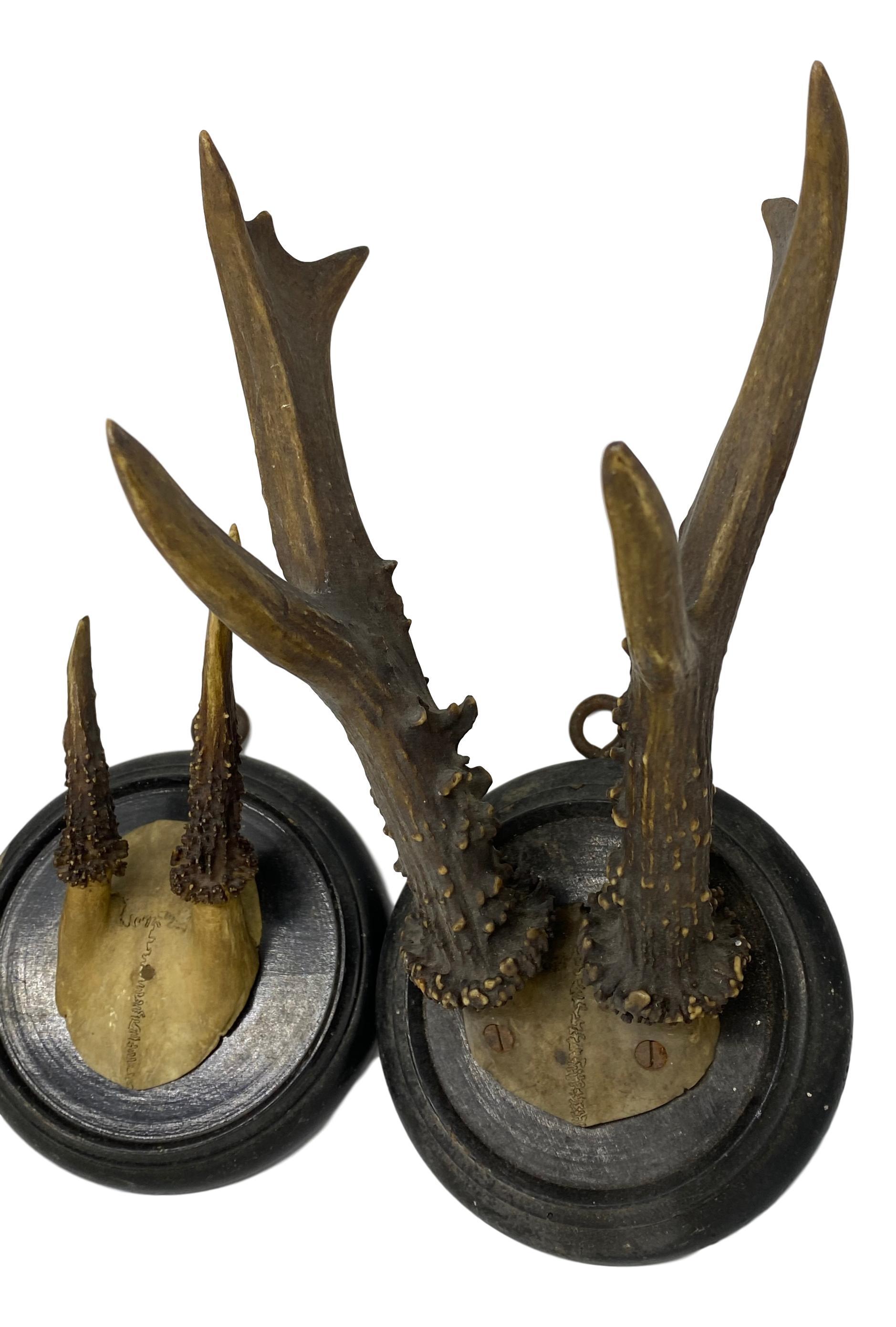 Three Antique Black Forest Deer Antler Trophies, German, 1890s In Good Condition In Nuernberg, DE