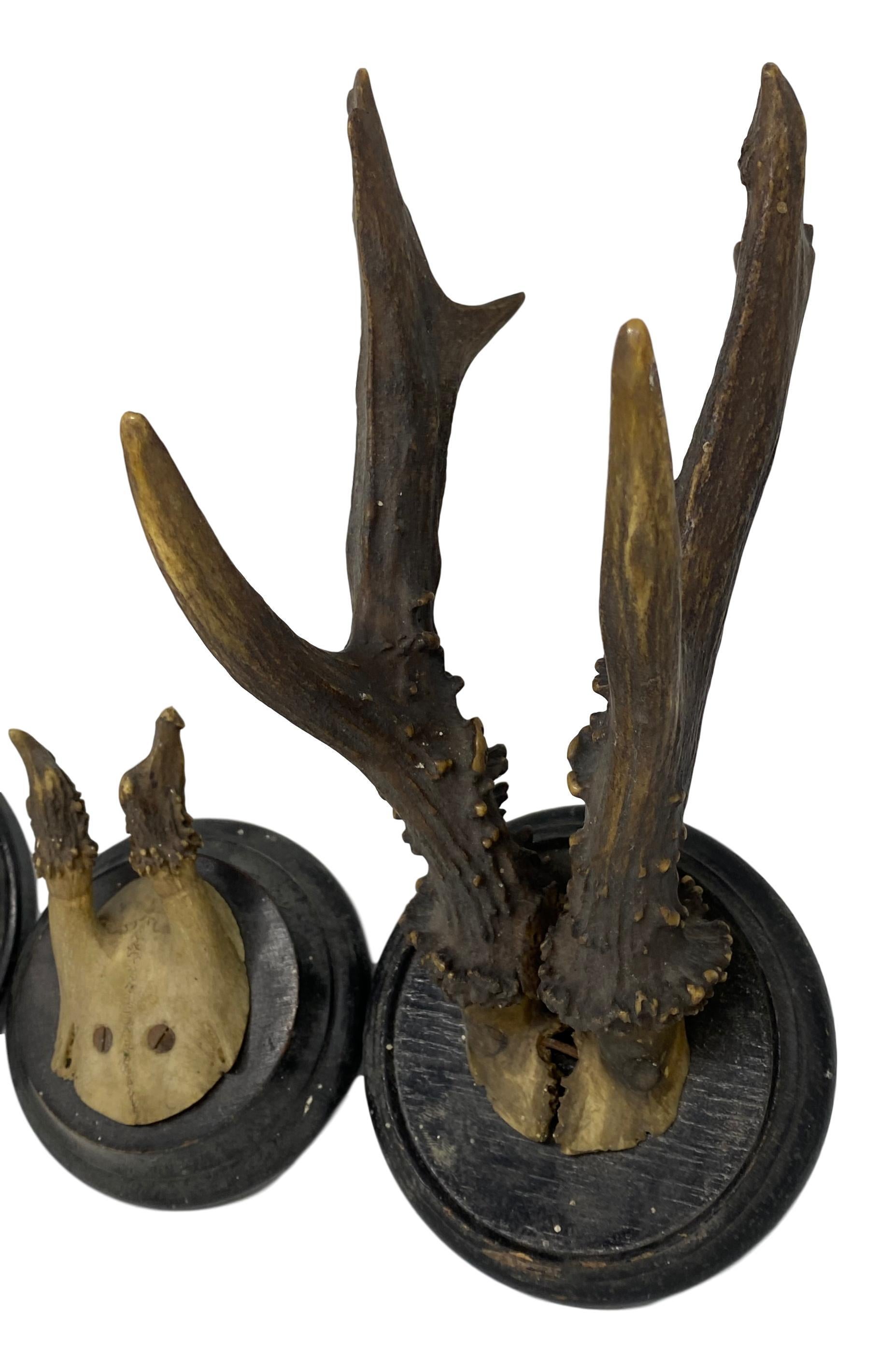 Three Antique Black Forest Deer Antler Trophies, German, 1890s In Good Condition In Nuernberg, DE