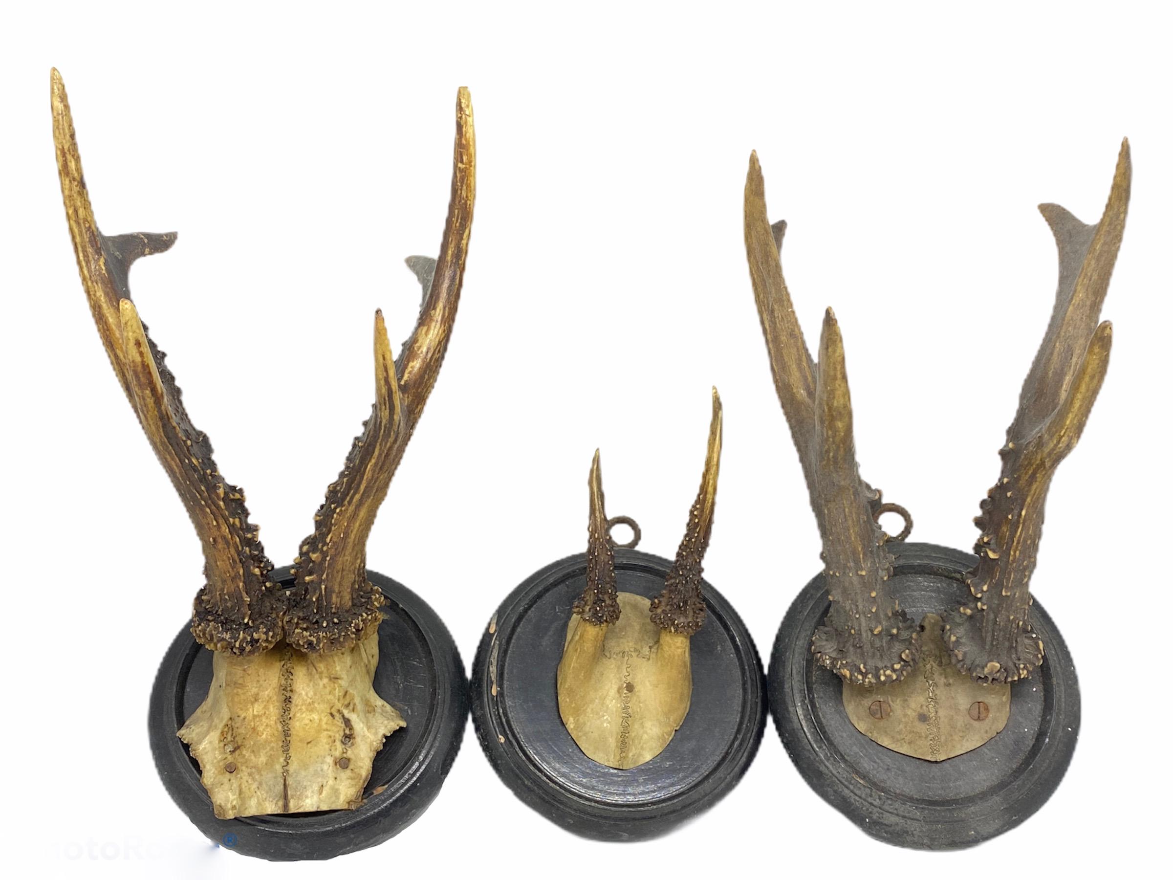 Three Antique Black Forest Deer Antler Trophies, German, 1890s 2