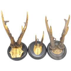 Three Antique Black Forest Deer Antler Trophies, German, 1890s