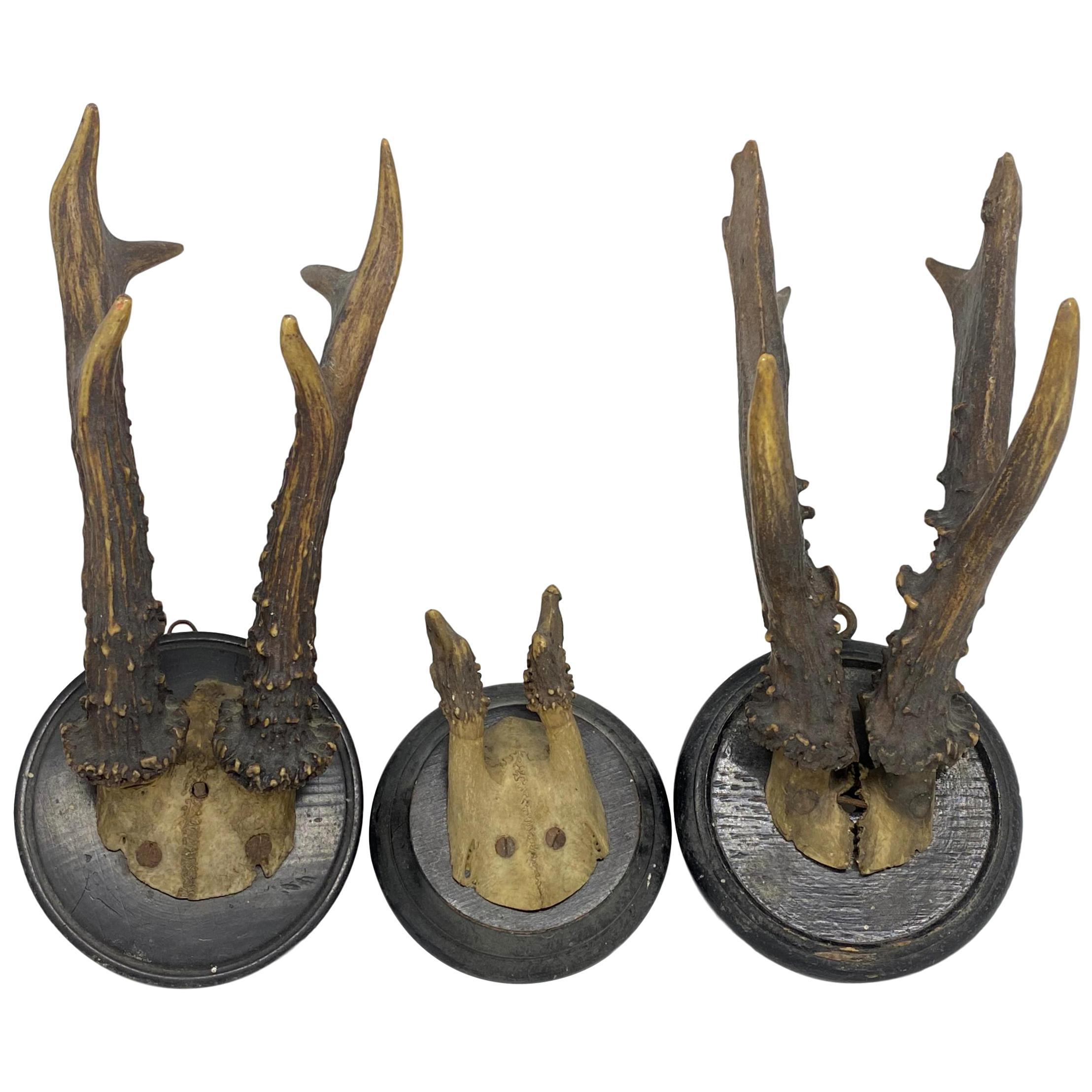 Three Antique Black Forest Deer Antler Trophies, German, 1890s
