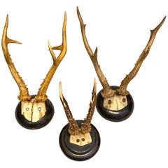 Three Antique Black Forest Deer Antler Trophies, German, 1900s-1929s