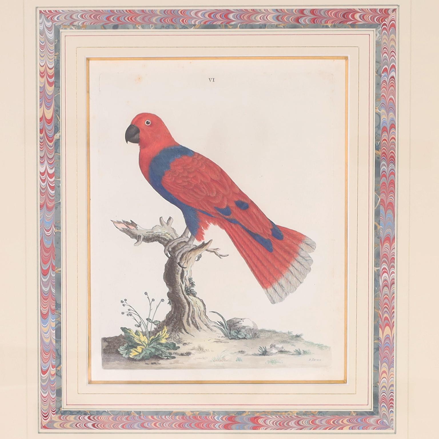 Colonial britannique Trois gravures d'oiseaux antiques colorées à la main en vente