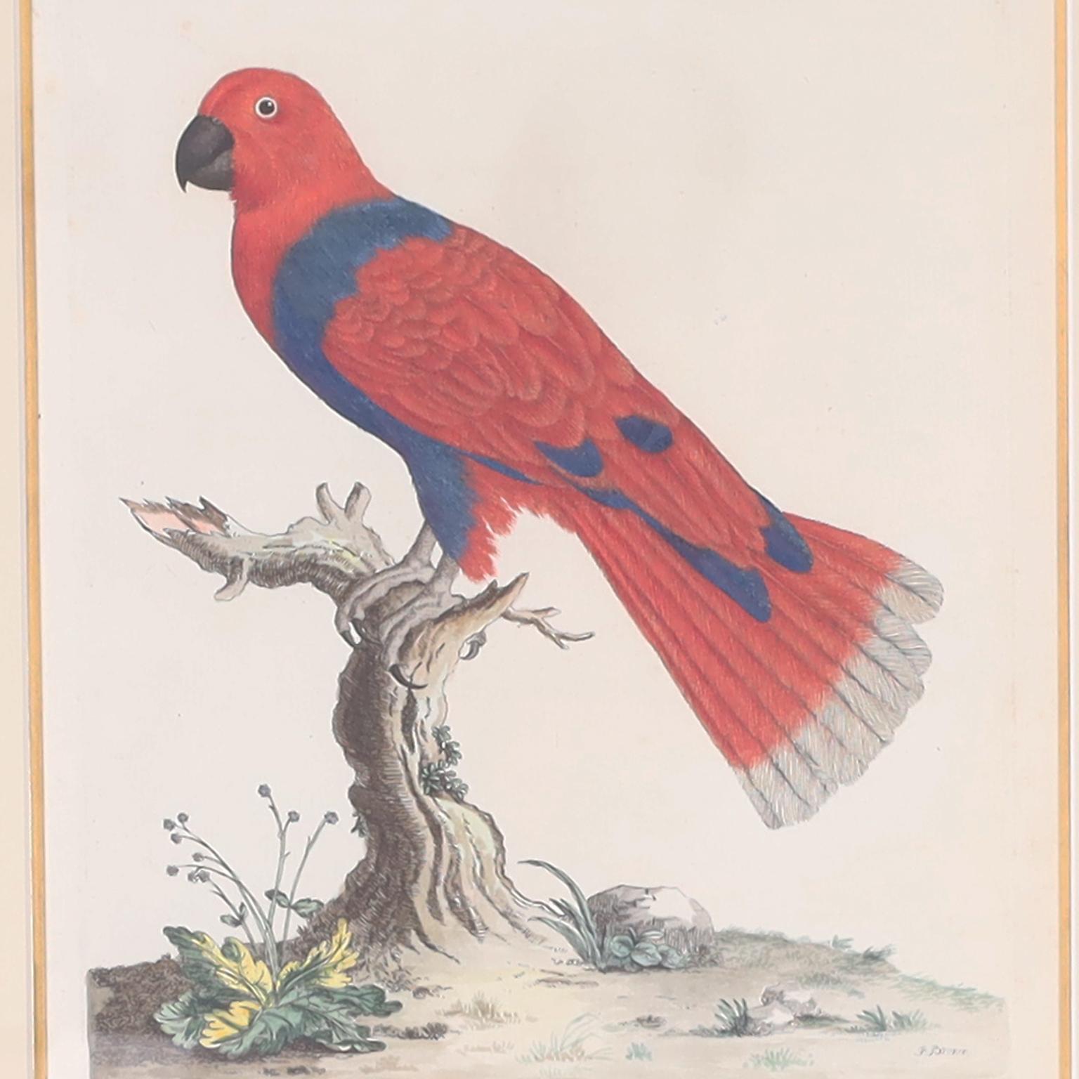Anglais Trois gravures d'oiseaux antiques colorées à la main en vente