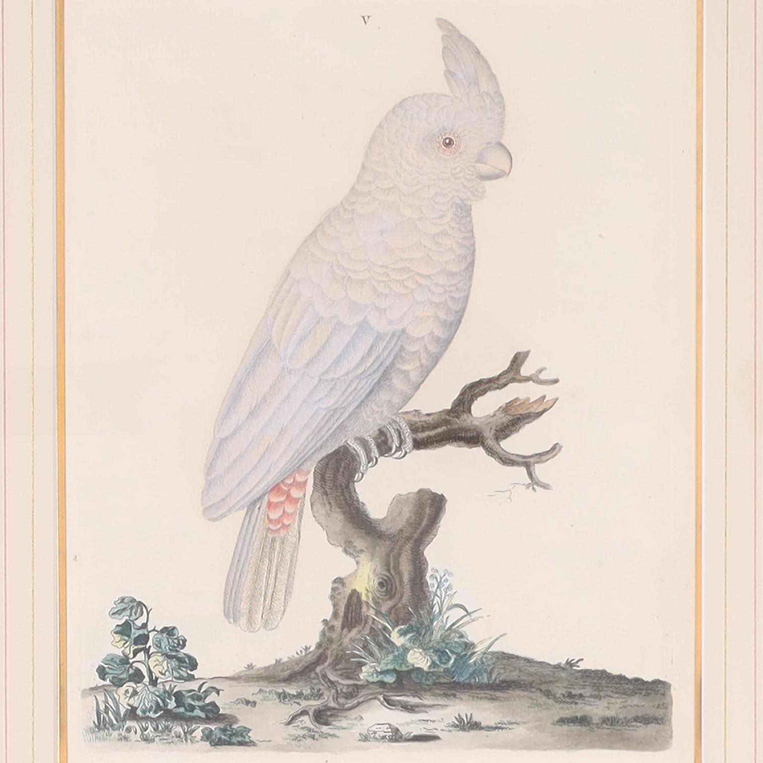 XVIIIe siècle et antérieur Trois gravures d'oiseaux antiques colorées à la main en vente