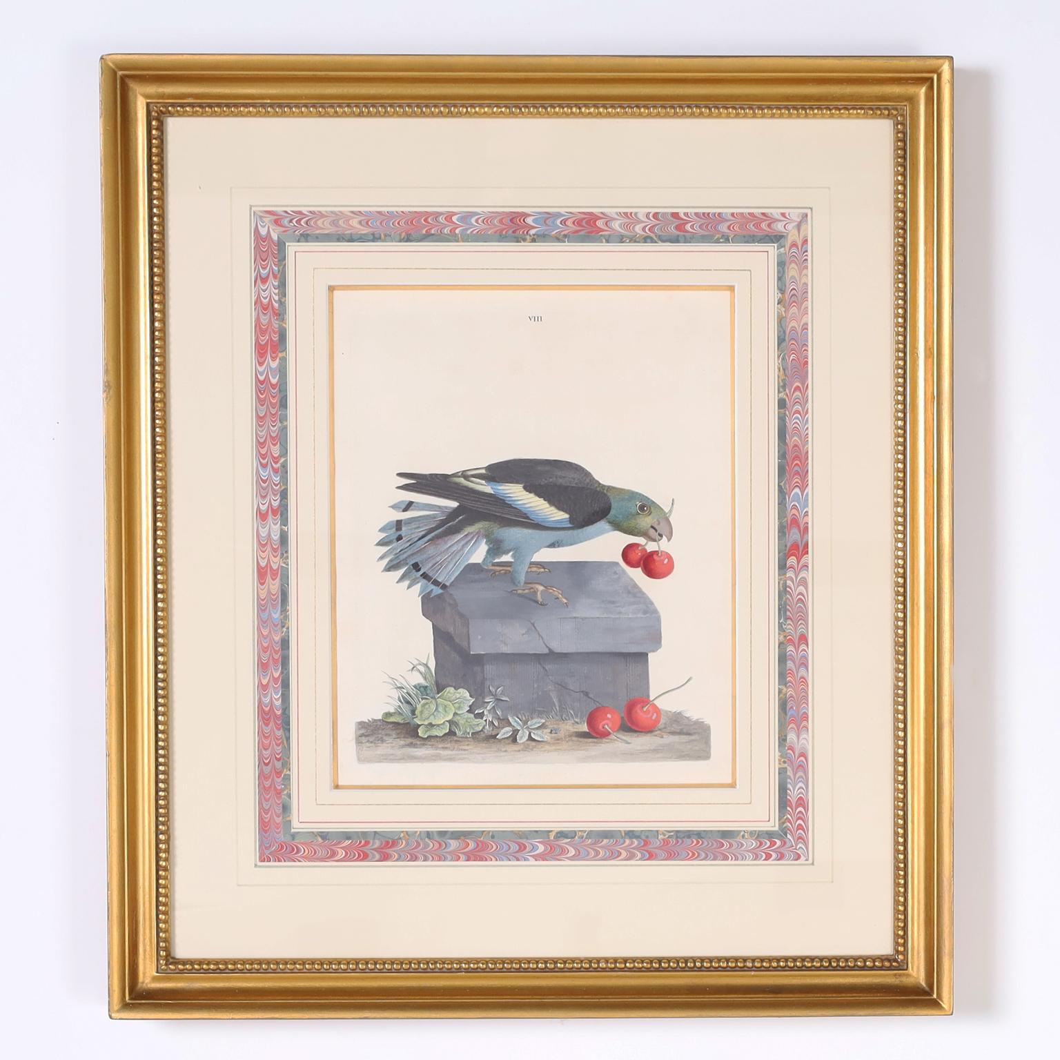 Papier Trois gravures d'oiseaux antiques colorées à la main en vente