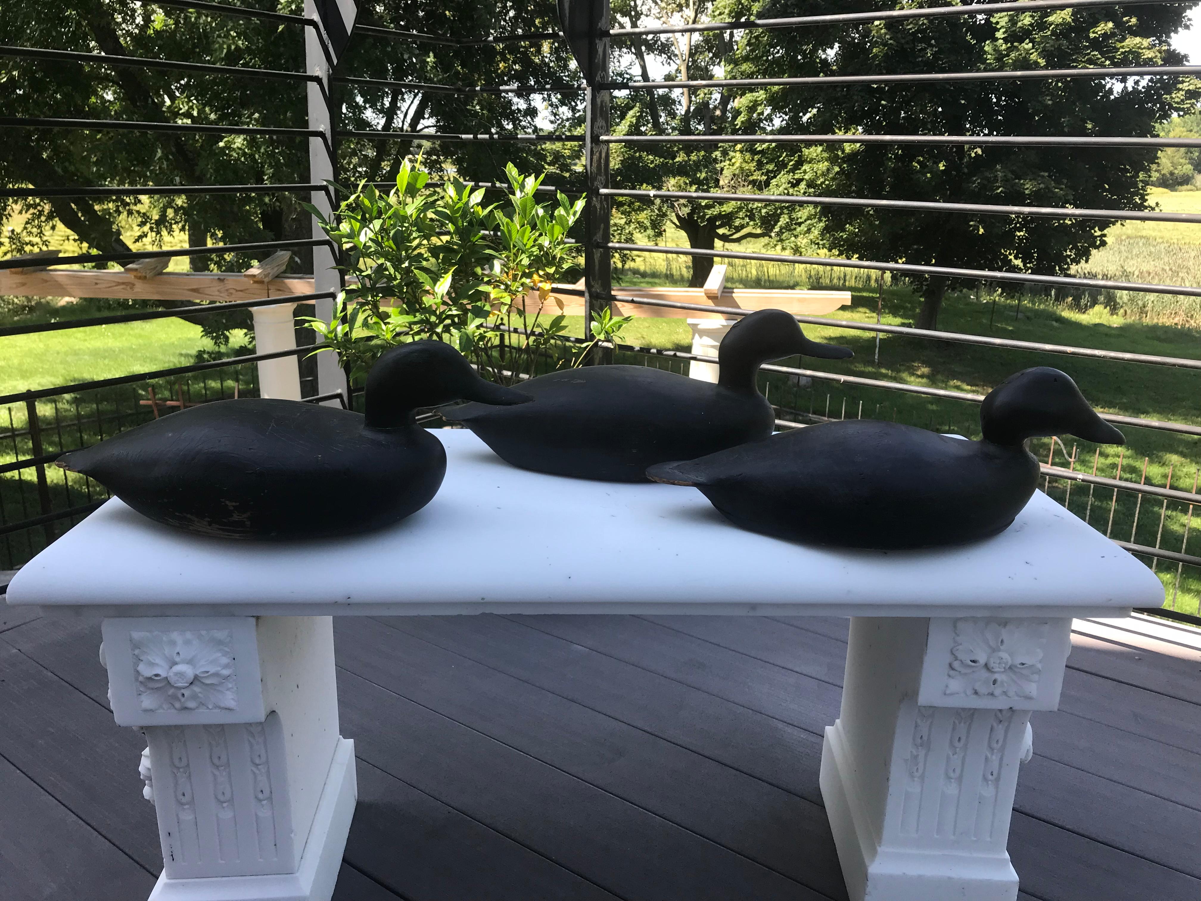 Three Martha's Vineyard black duck decoys attributed to Ben Smith

- Original paint on all
- Minor chipping from Use
- circa 1900
- Two are hollow carved, one is solid body.
    