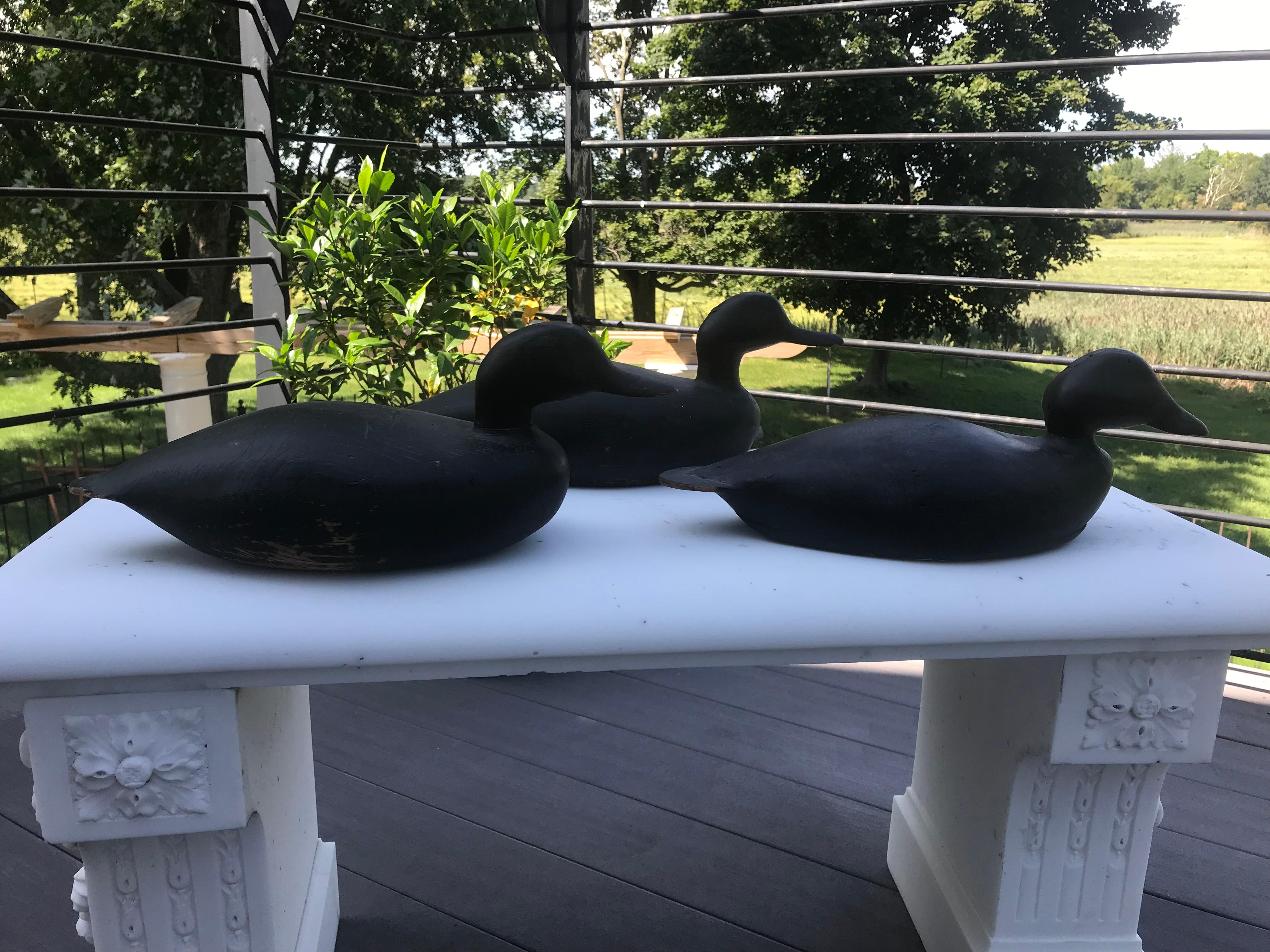 Three Black Duck Decoys Martha's Vineyard by Ben Smith, circa 1900 In Excellent Condition In Essex, MA