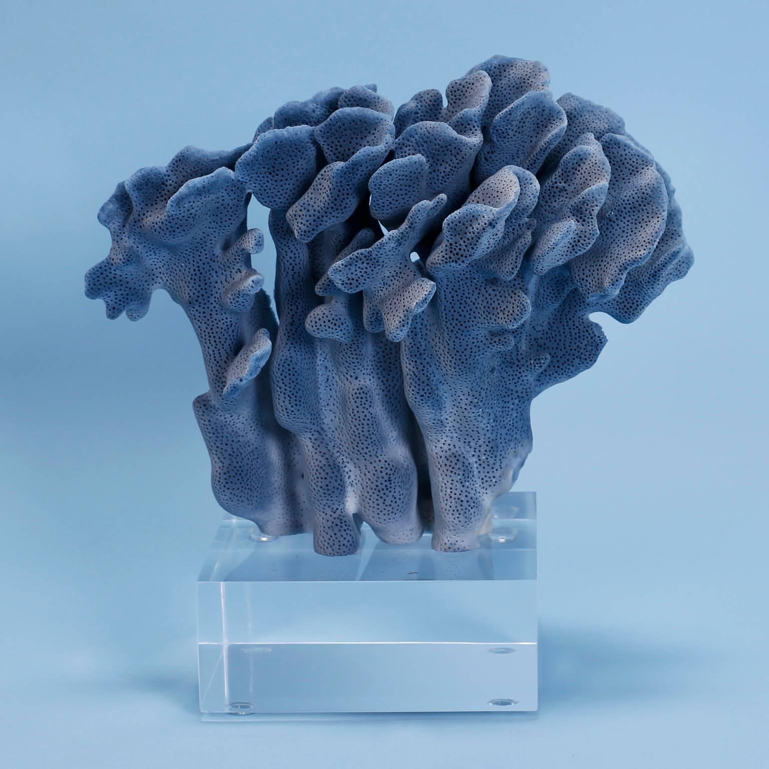 Blue coral specimen with an alluring blue hue, sea worthy texture, and unique sculptural form. Mounted on a thick custom Lucite stand.

From left to right:

Ref: BL03 H 10, W 9, D 5 SOLD
Ref: BL04 H 9, W 8, D 7 $685.00
Ref: BL05 H 9, W 7, D 5