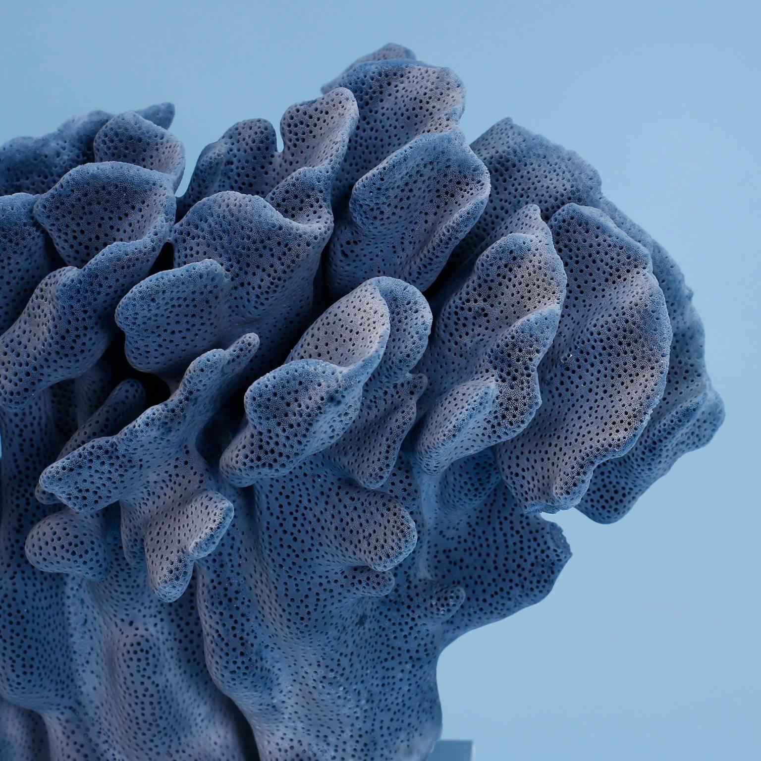Organic Modern Blue Coral Sculpture on Lucite