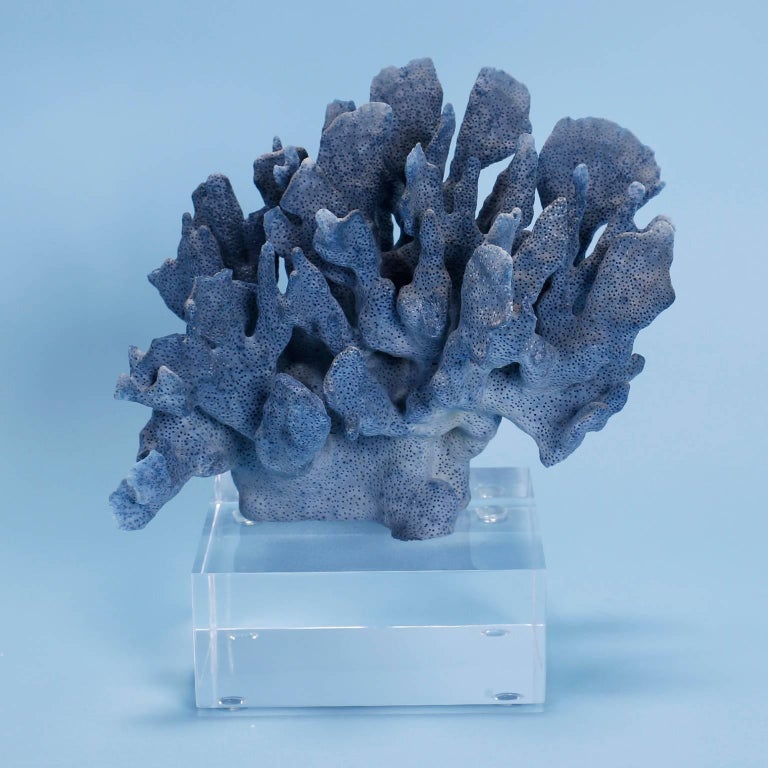 Blue Coral Sculpture on Lucite at 1stDibs