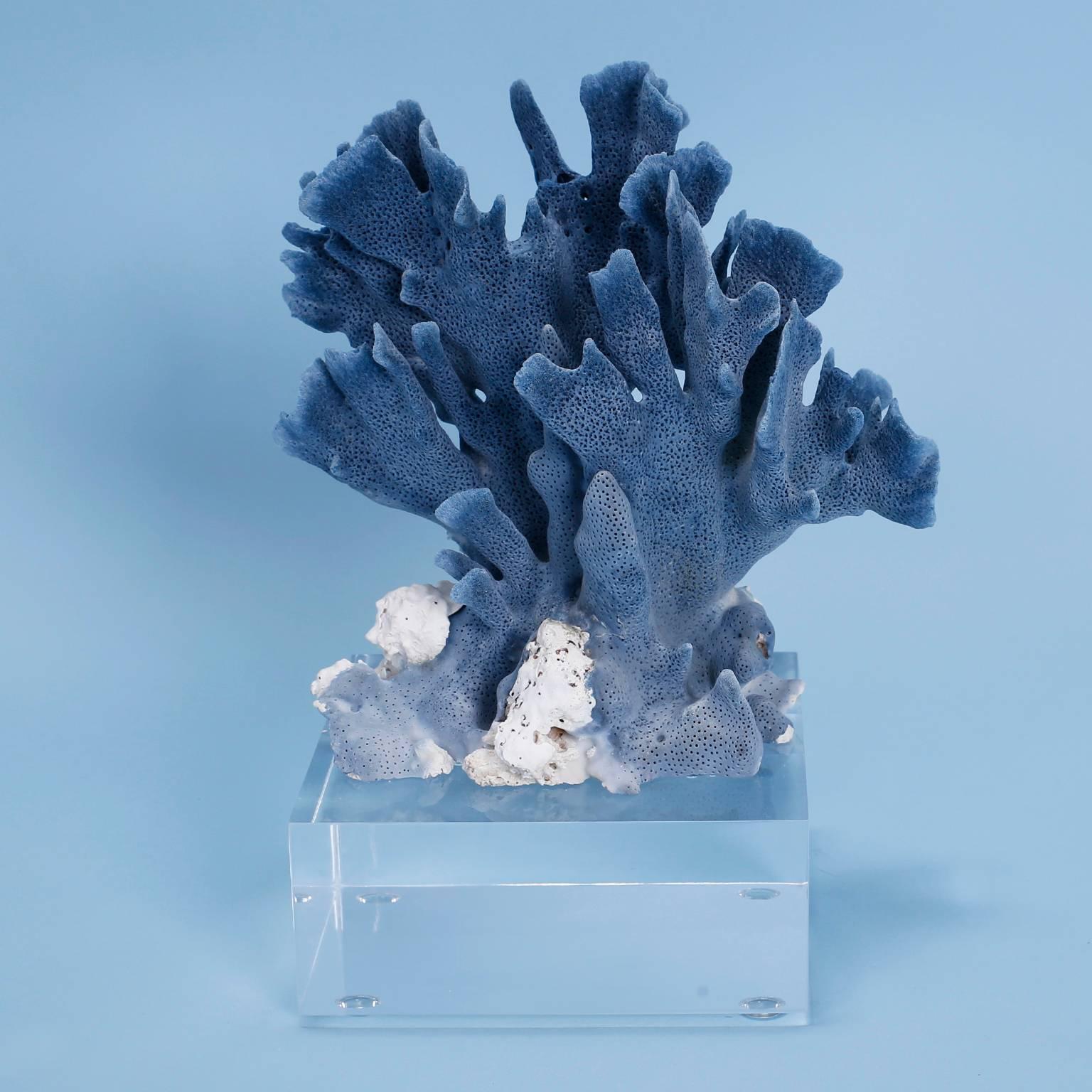 Contemporary Blue Coral Sculpture on Lucite