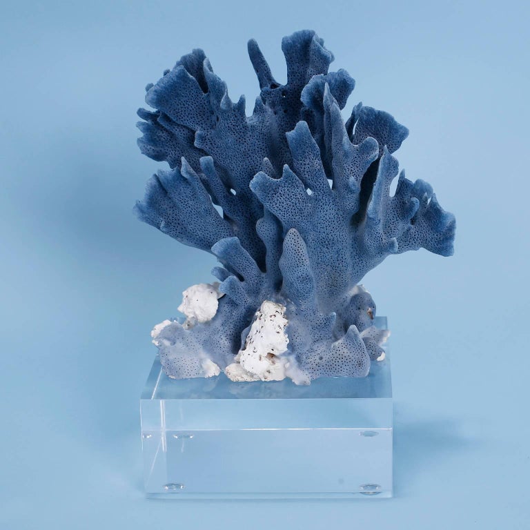 Blue Coral Sculpture on Lucite at 1stDibs