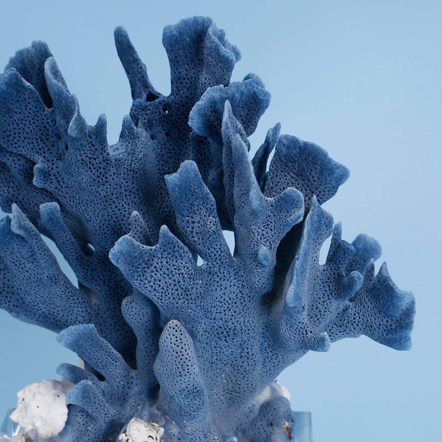 Blue Coral Sculpture on Lucite 1