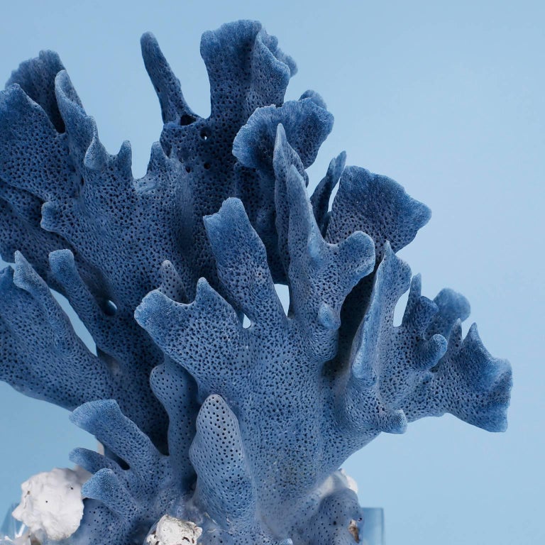 Blue Coral Sculpture on Lucite at 1stDibs
