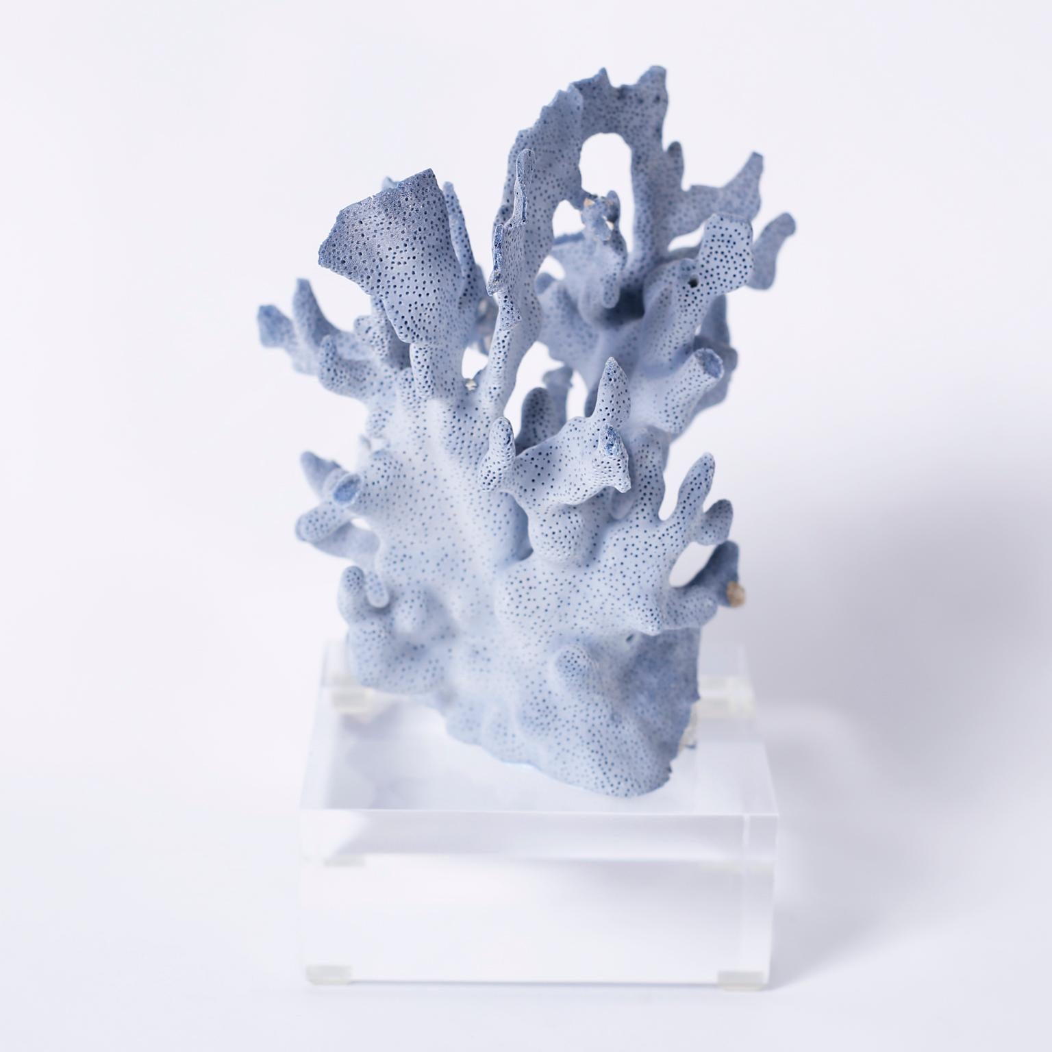 Three impressive blue coral specimens each with its own alluring blue color and unique sea inspired form and texture, presented on Lucite bases to enhance the sculptural elements. Priced individually. 

Measures: Left D 68, H 9.5, W 5.5, D 6

Middle