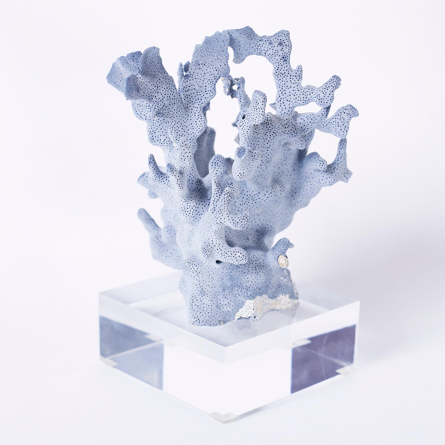Mid-Century Modern Blue Coral Specimens on Lucite