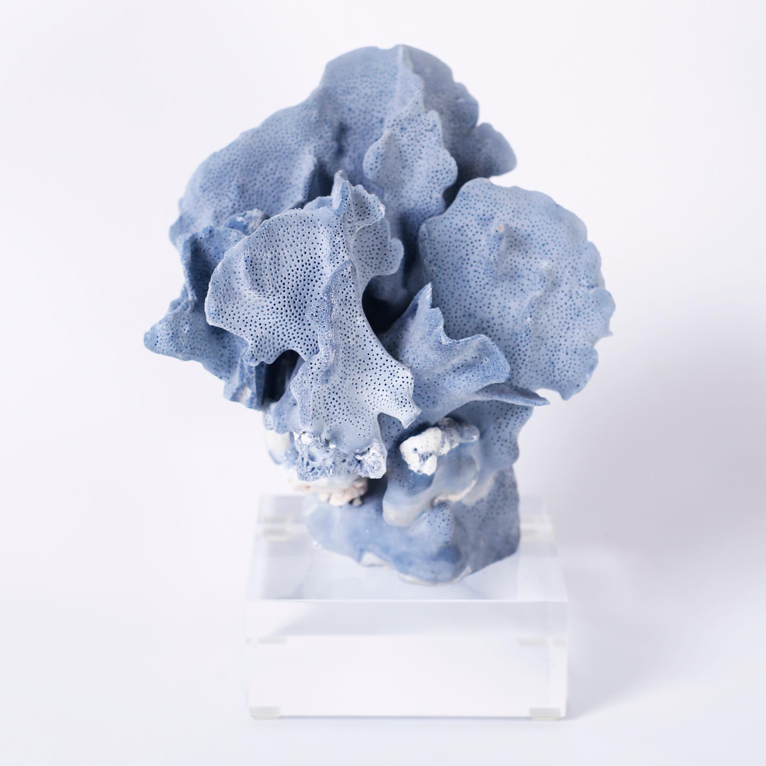 Contemporary Blue Coral Specimens on Lucite