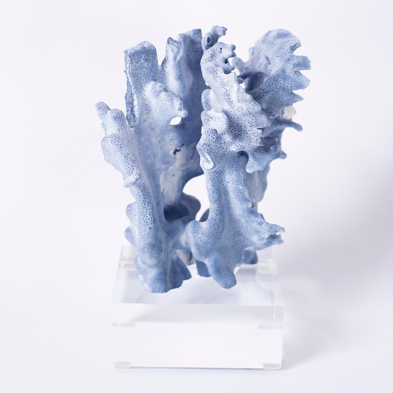 Blue Coral Specimens on Lucite 3