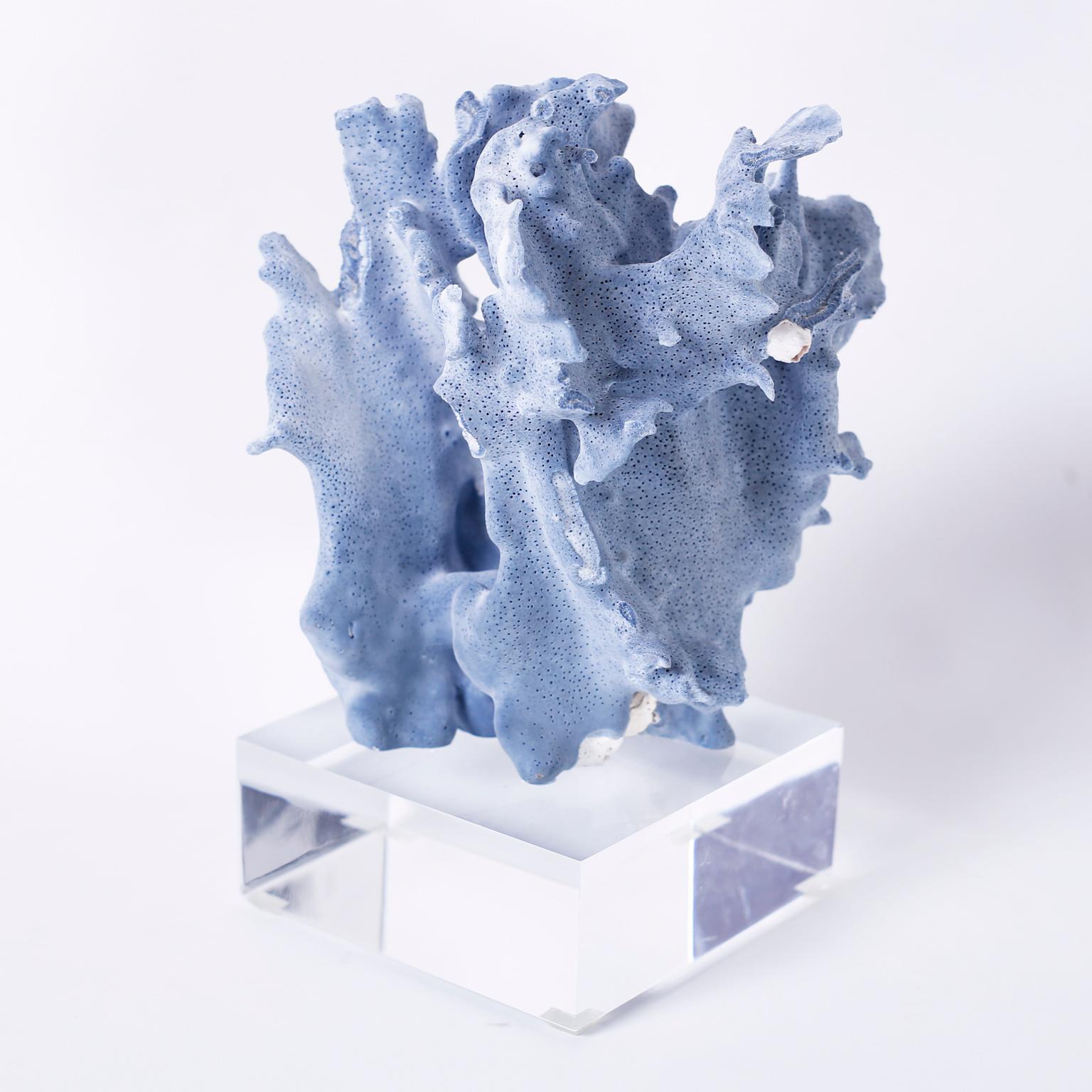 Blue Coral Specimens on Lucite 4