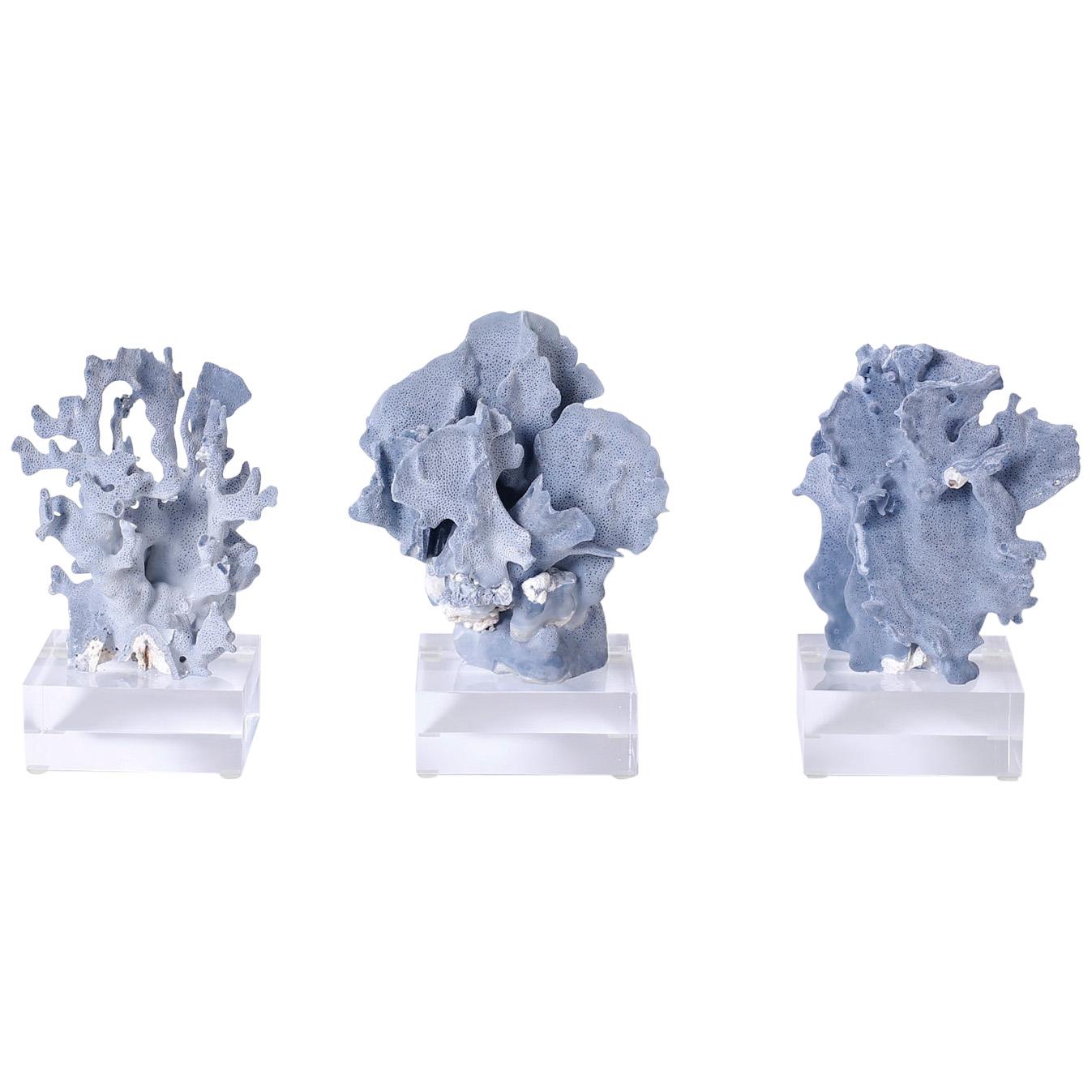 Blue Coral Specimens on Lucite