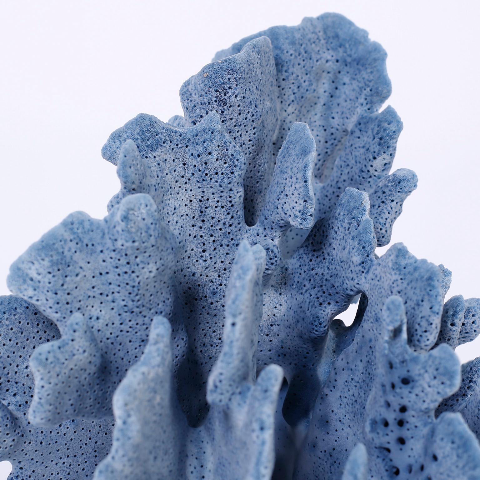 Three Blue Coral Specimens on Lucite 3