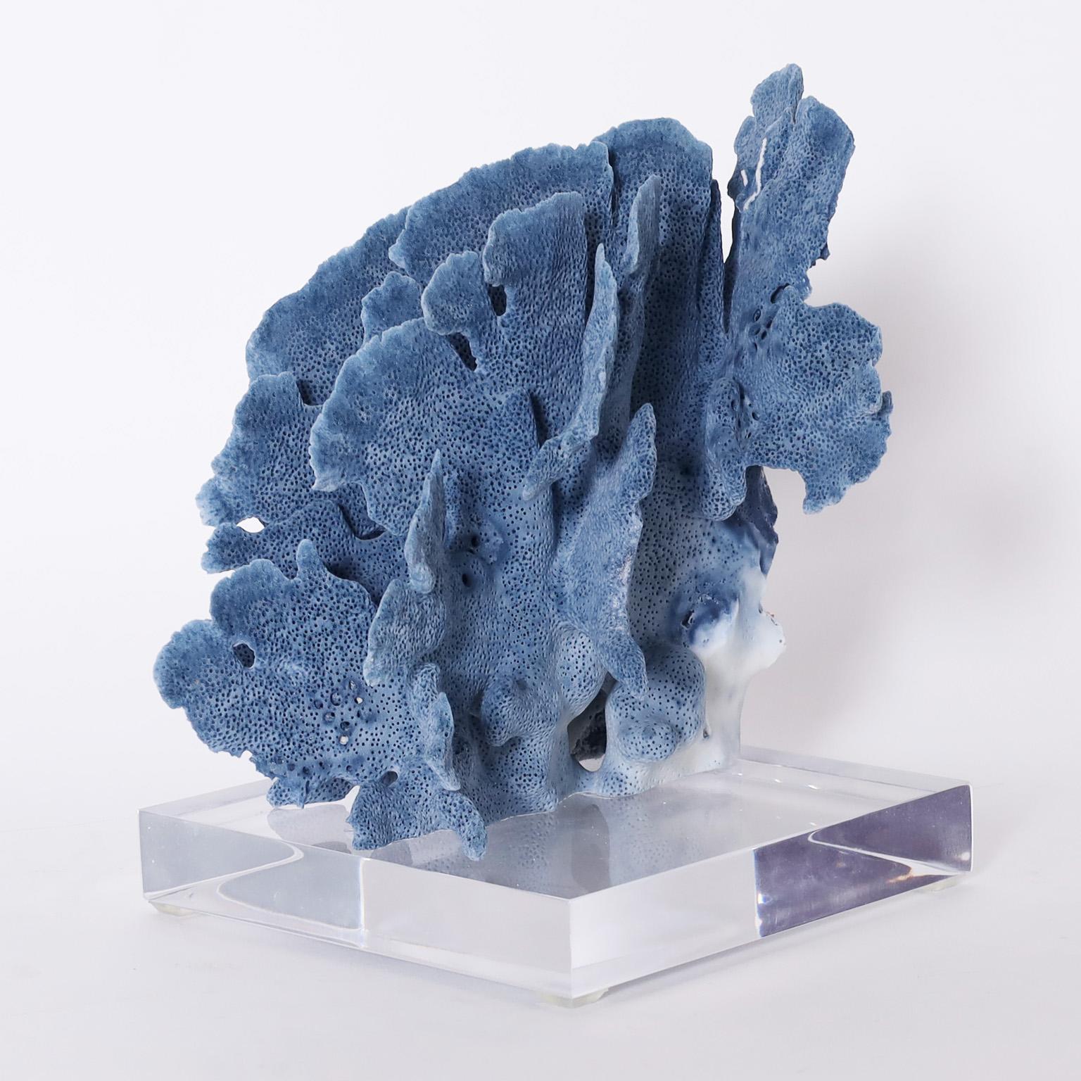 Three Blue Coral Specimens on Lucite, Priced Individually 4