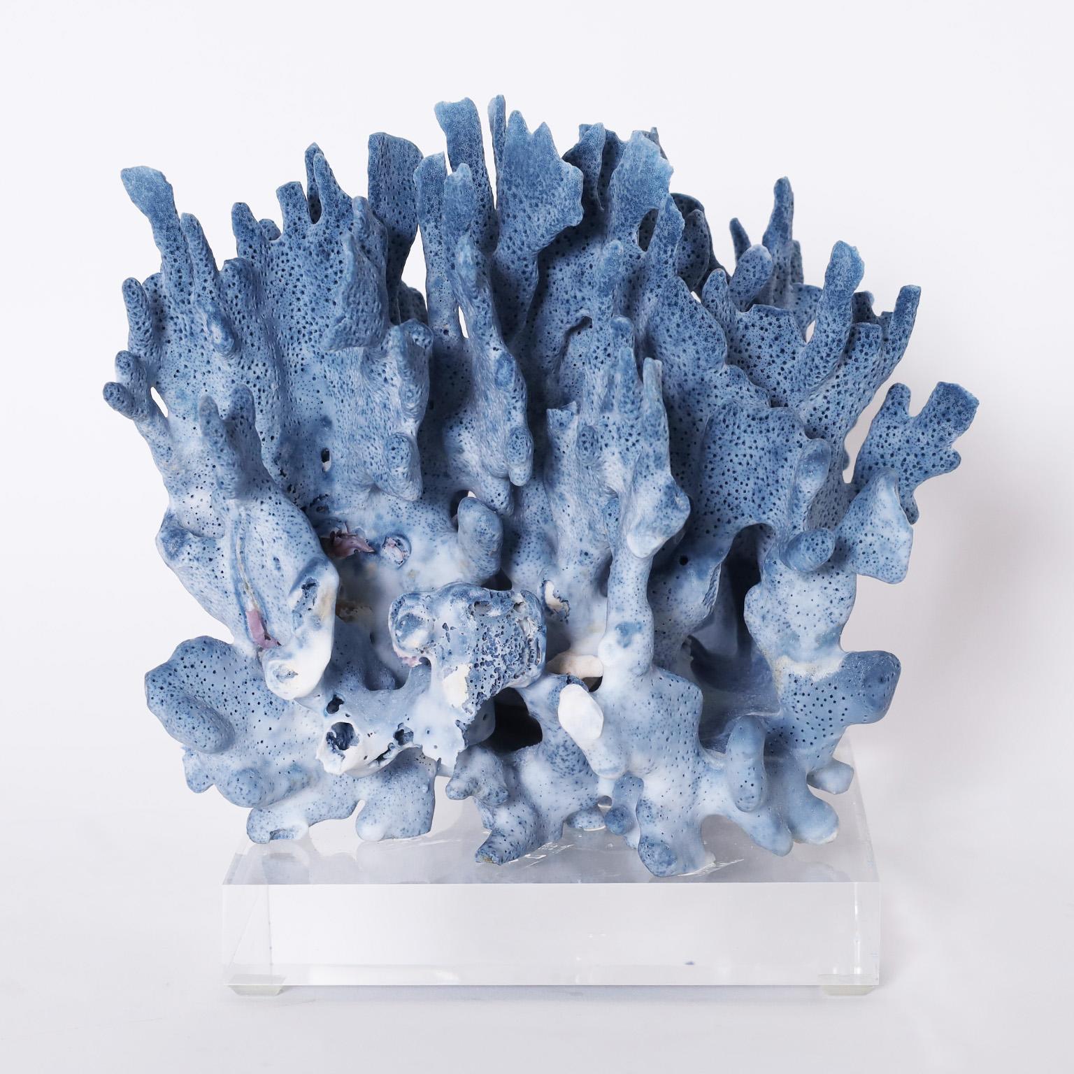 Three striking blue coral specimens each with its own sea inspired dramatic form and alluring blue colors designed and executed by F. S. Henemader Antiques from sustainable organic products. Presented on lucite bases to enhance their sculptural
