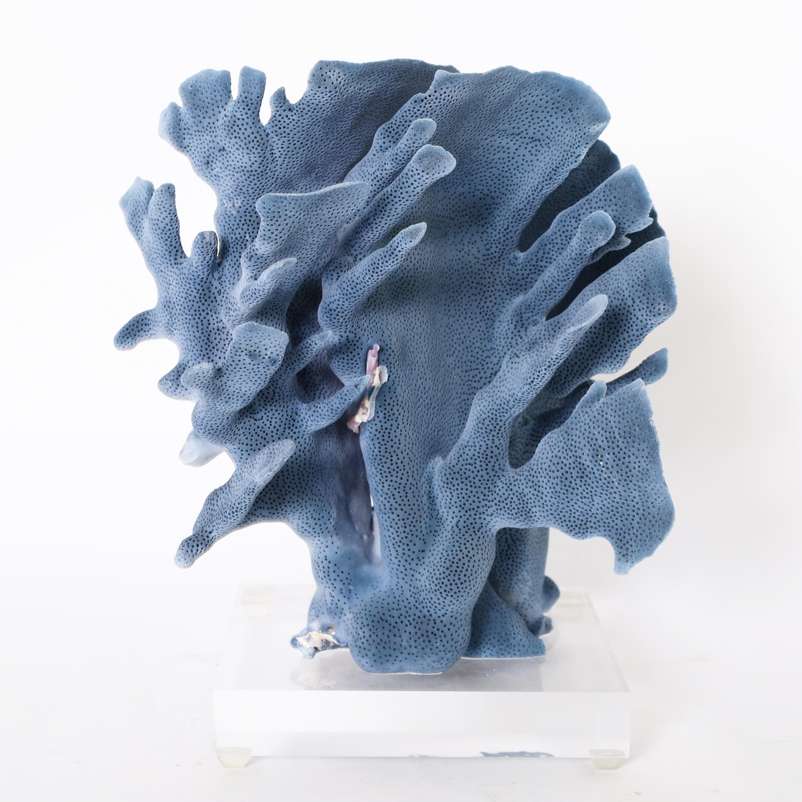 Eye catching group of three sustainable coral specimens each with an alluring organic blue color and ocean inspired form and texture, presented on Lucite bases to enhance the sculptural elements.

For sale only in the USA, Exporting requires Cities
