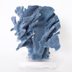 Three Blue Coral Specimens on Lucite, Priced Individually