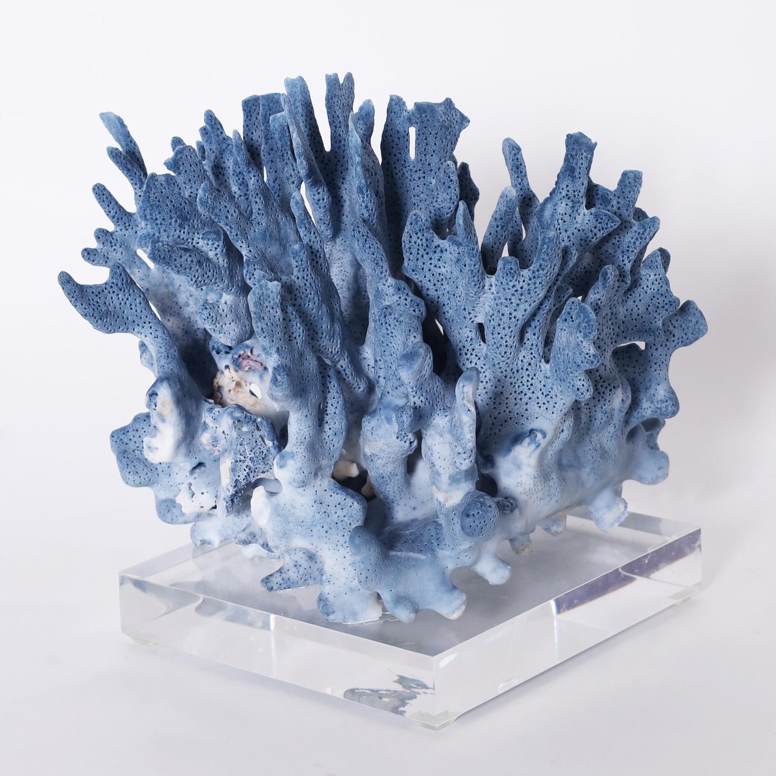 British Colonial Three Blue Coral Specimens on Lucite, Priced Individually