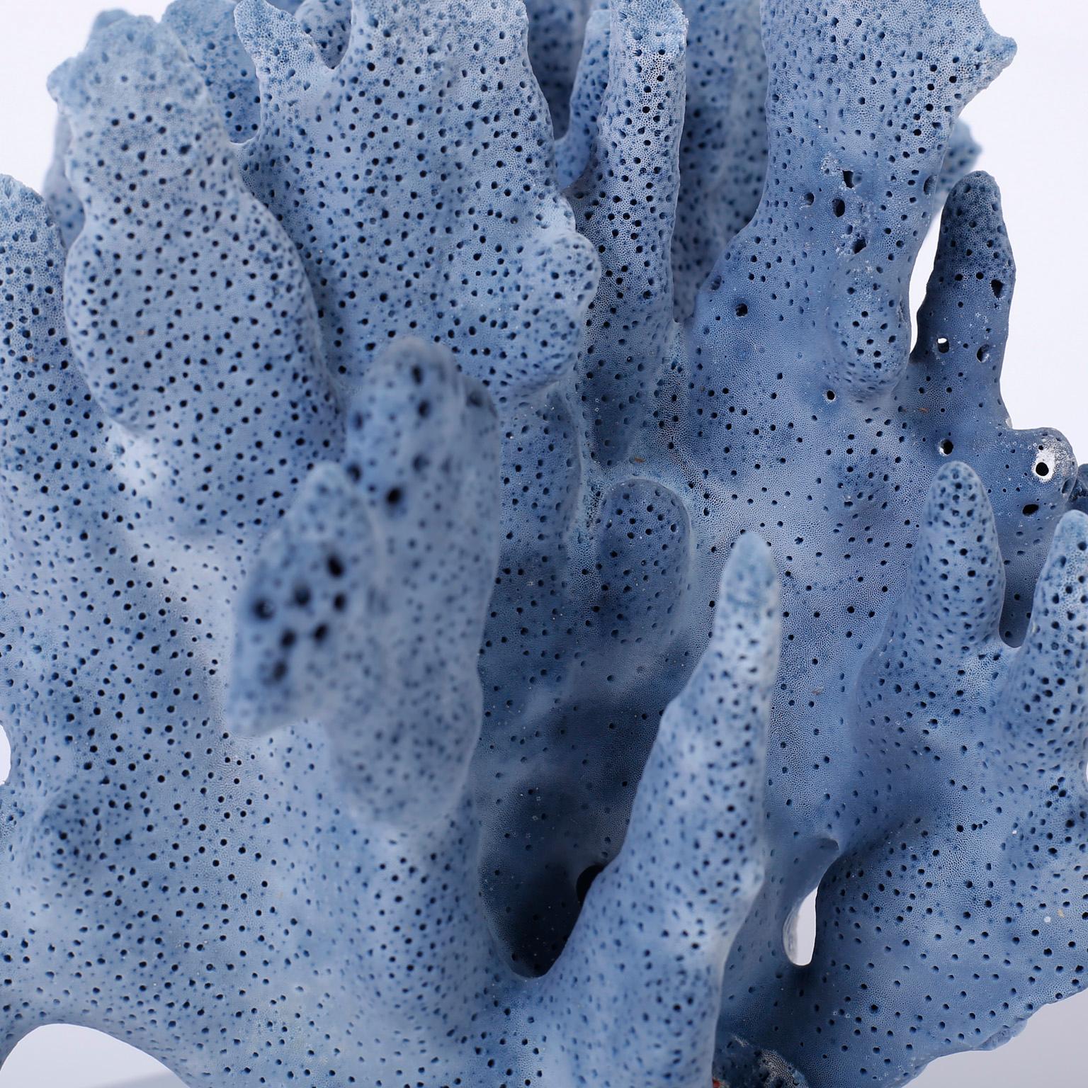 Three Blue Coral Specimens on Lucite (Salomon-Inseln)