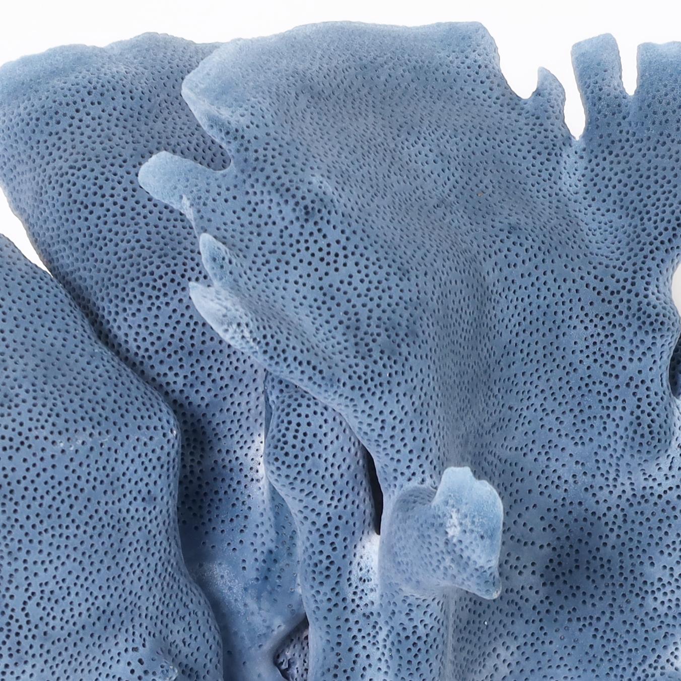 Solomon Islands Three Blue Coral Specimens on Lucite, Priced Individually