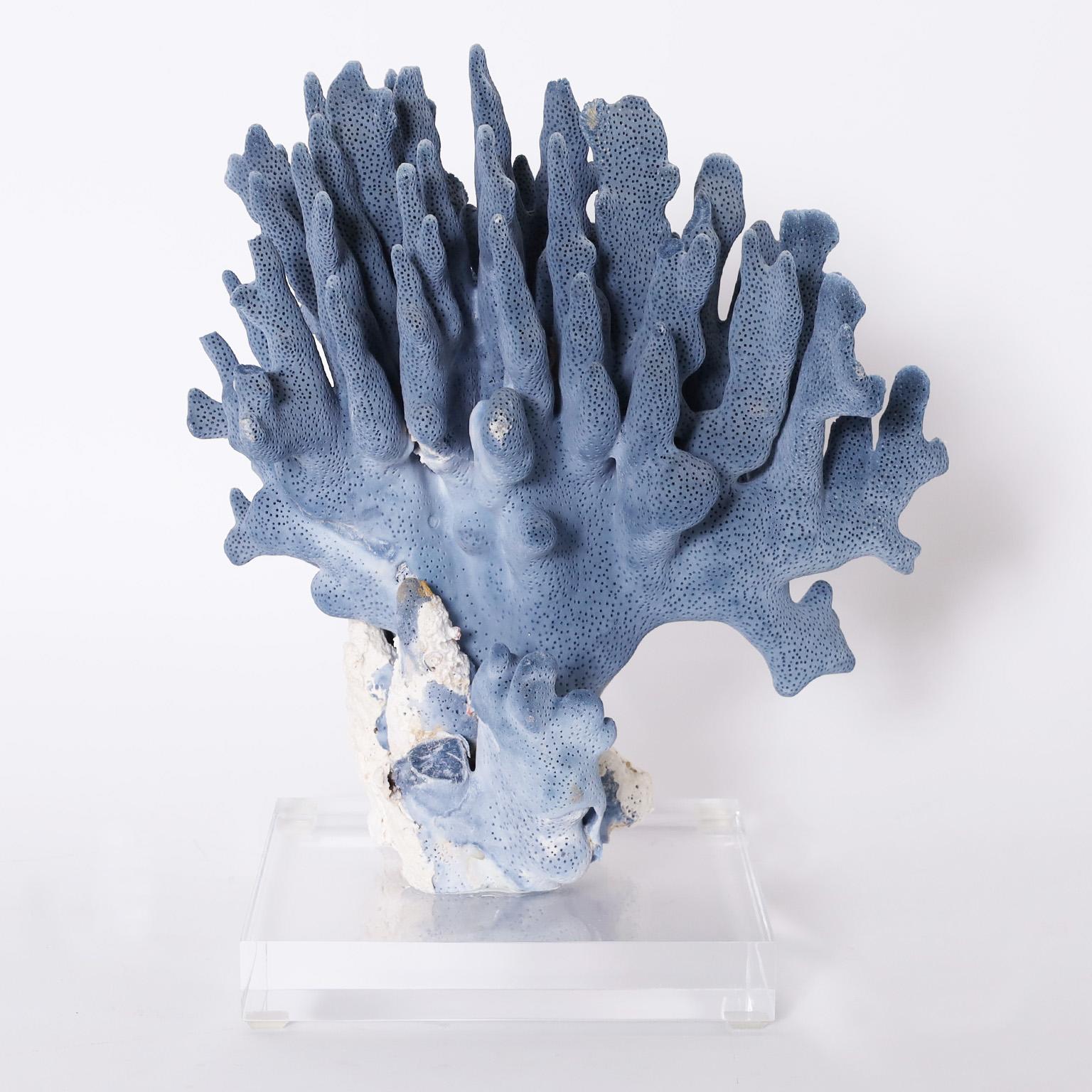 Three Blue Coral Specimens on Lucite, Priced Individually In New Condition In Palm Beach, FL