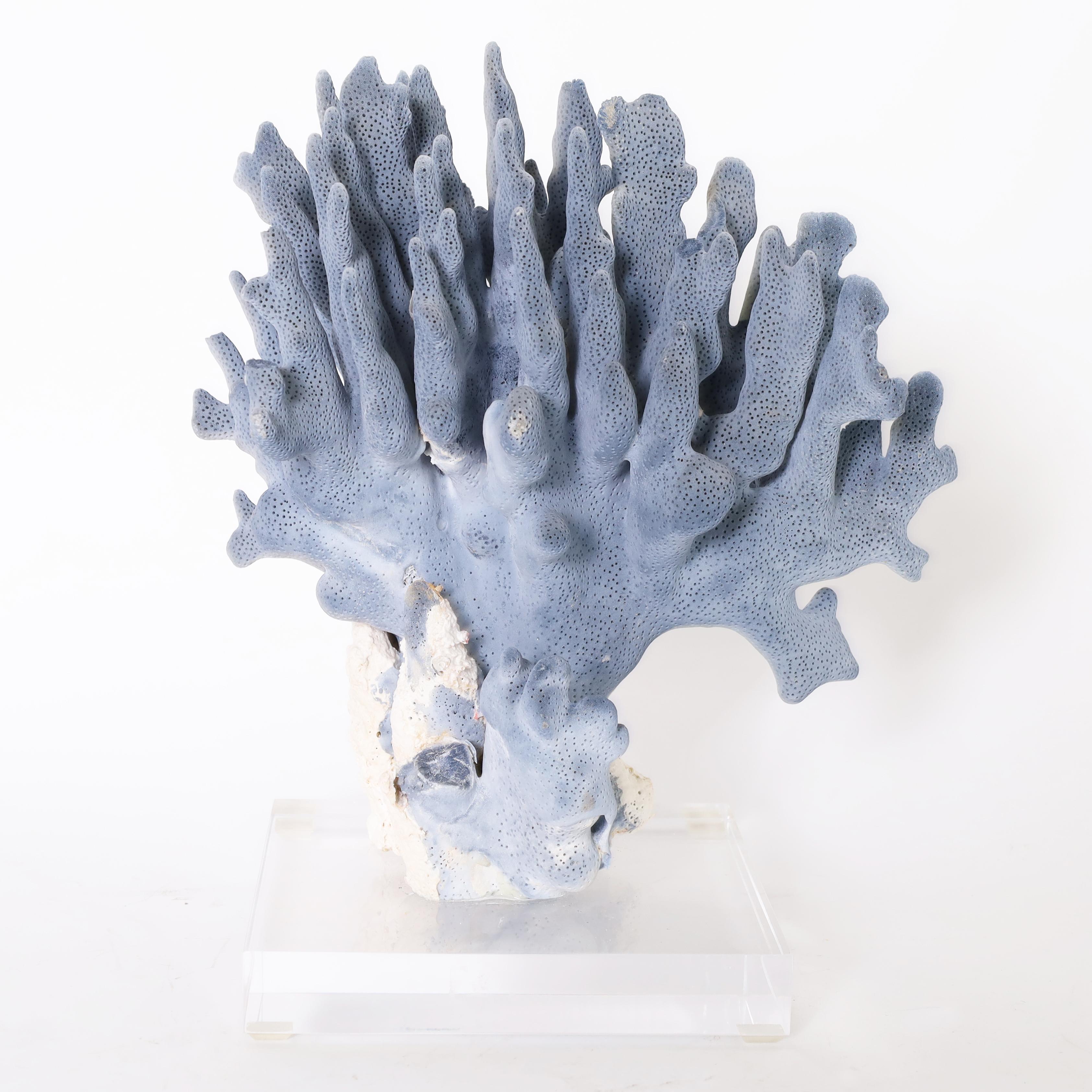 Hand-Crafted Three Blue Coral Specimens on Lucite, Priced Individually