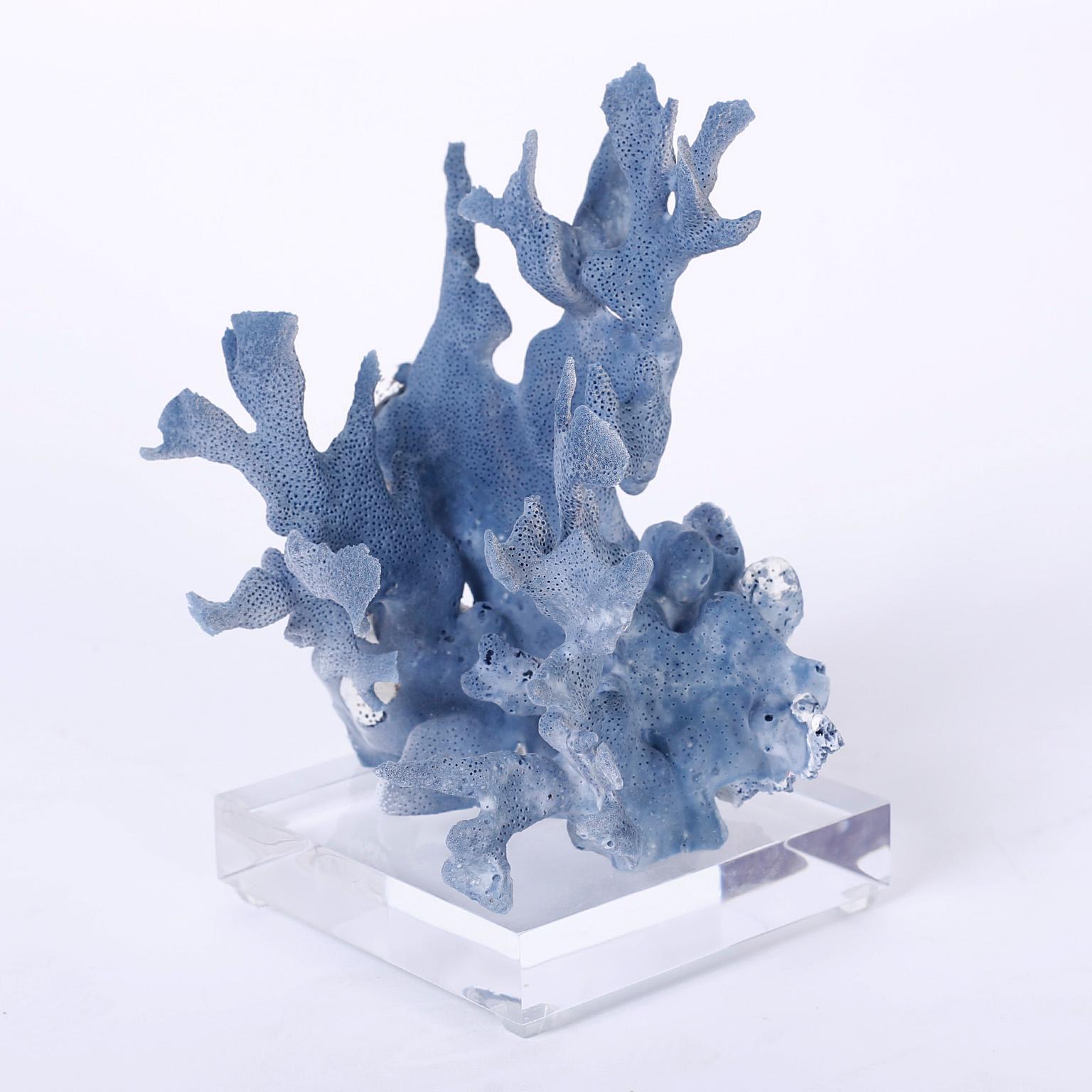 Three Blue Coral Specimens on Lucite (21. Jahrhundert und zeitgenössisch)