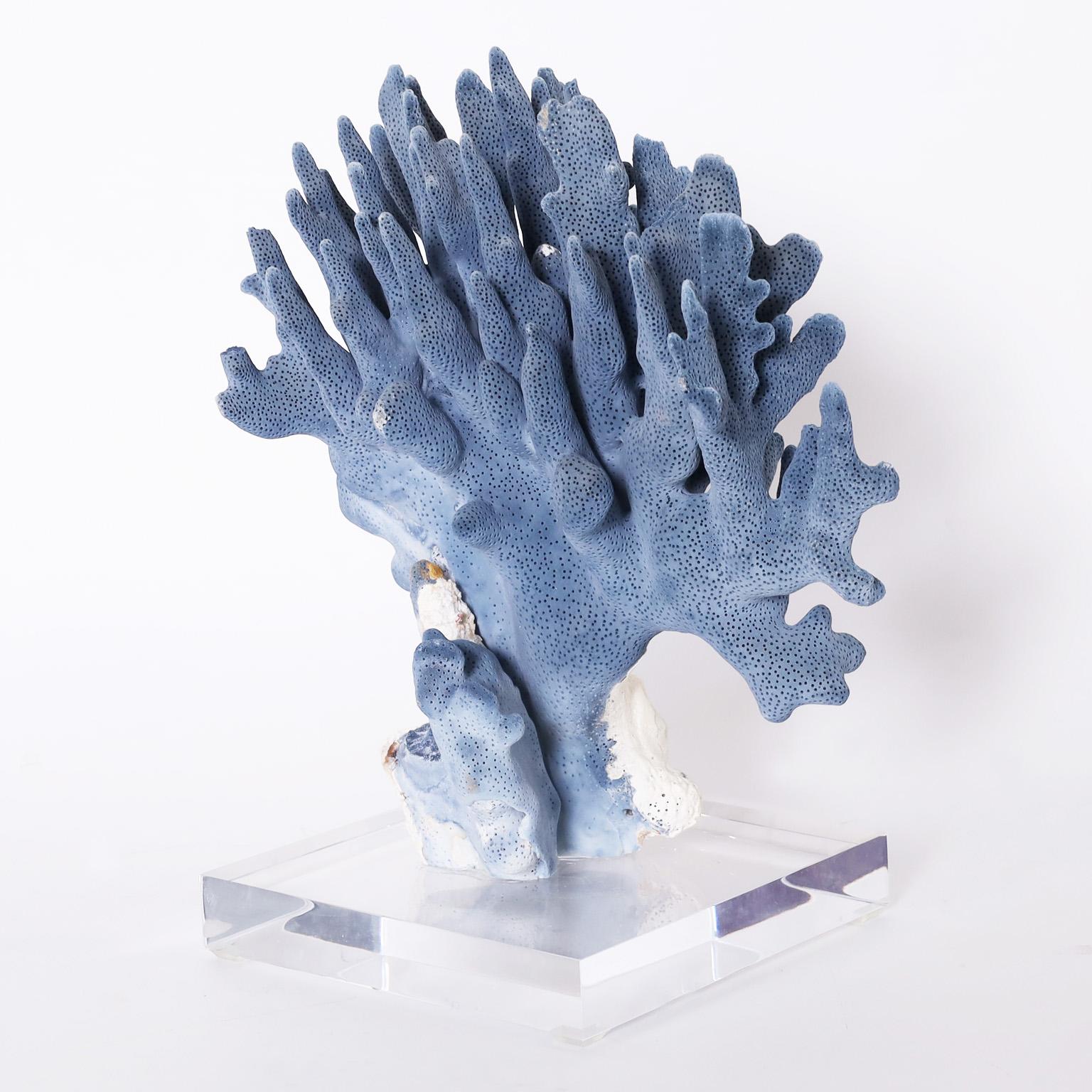 Contemporary Three Blue Coral Specimens on Lucite, Priced Individually