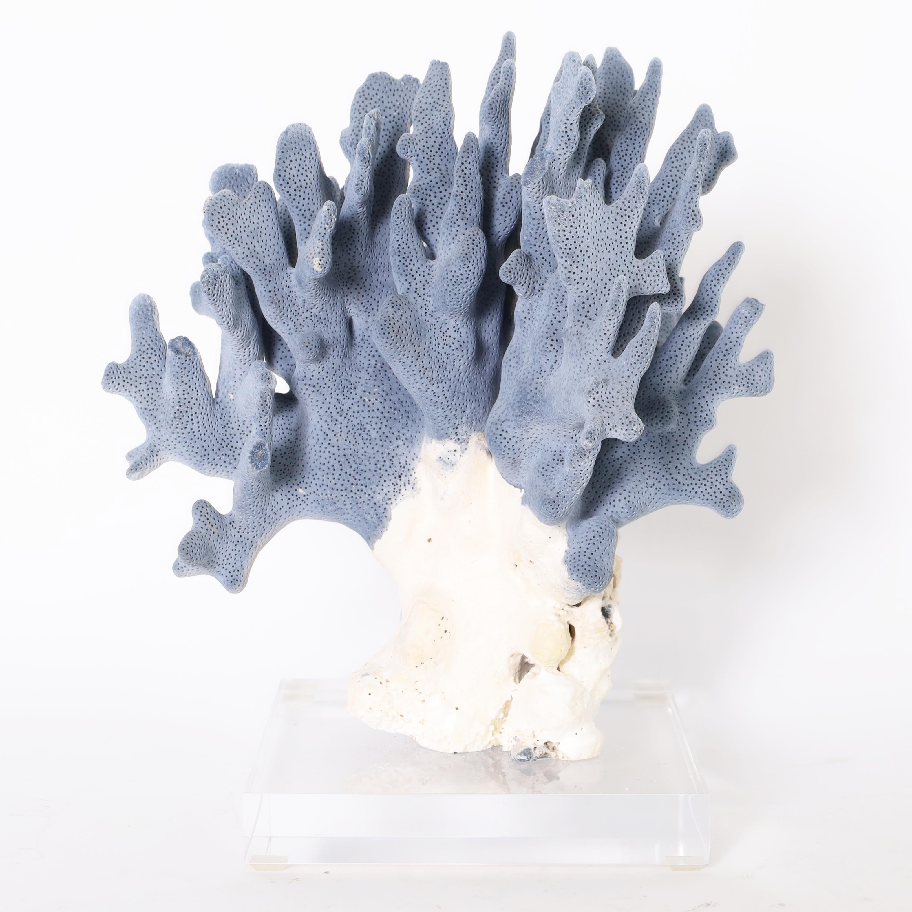 Three Blue Coral Specimens on Lucite, Priced Individually In Good Condition In Palm Beach, FL