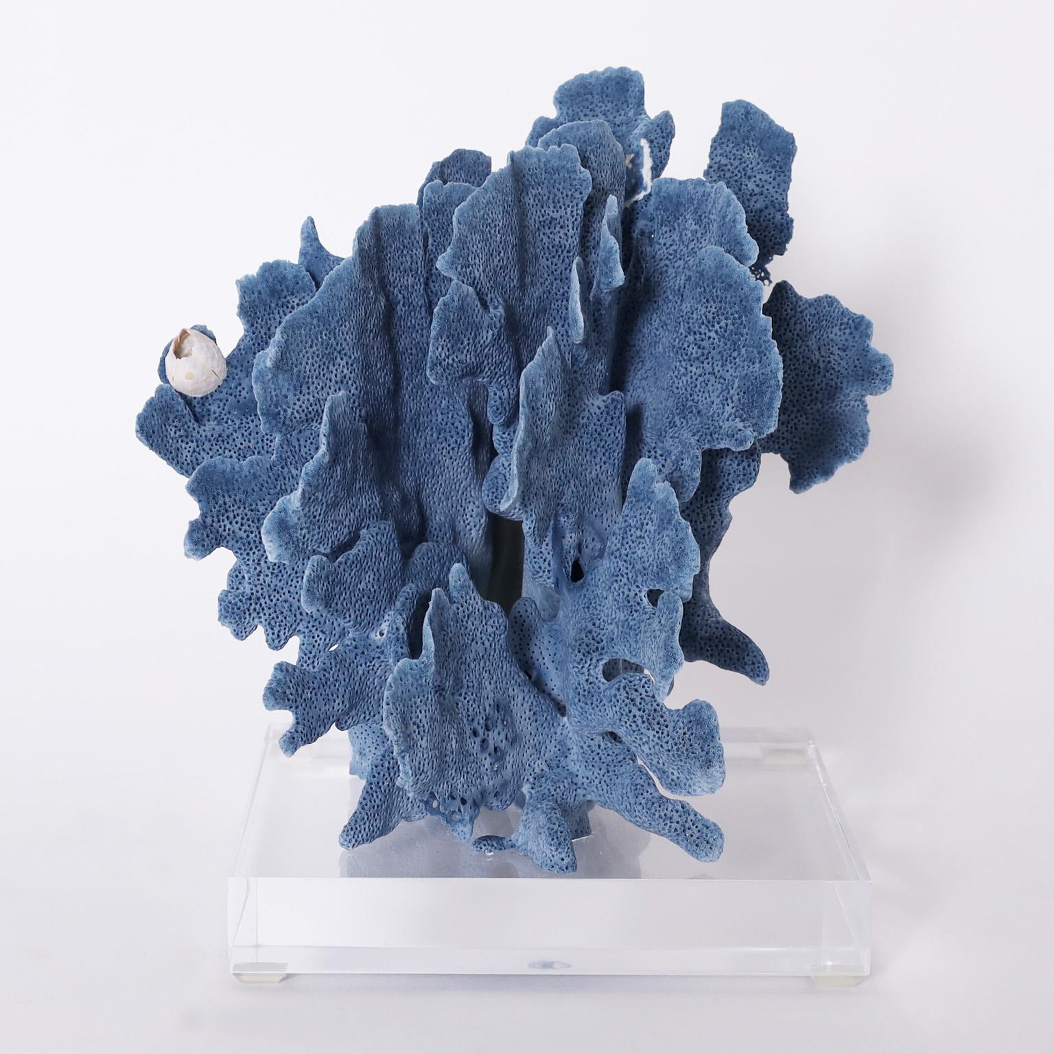 Three Blue Coral Specimens on Lucite, Priced Individually 2