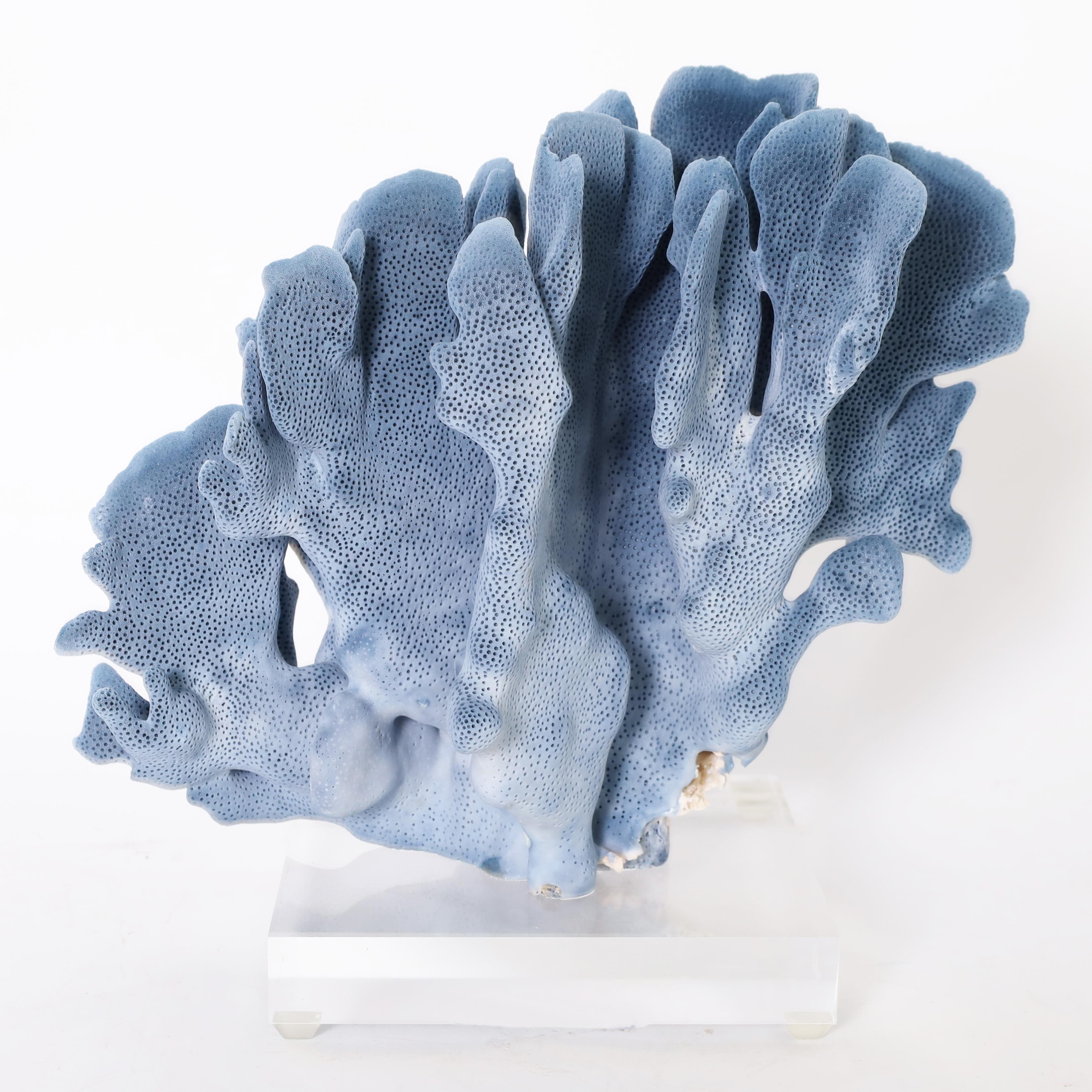 Three Blue Coral Specimens on Lucite, Priced Individually 1