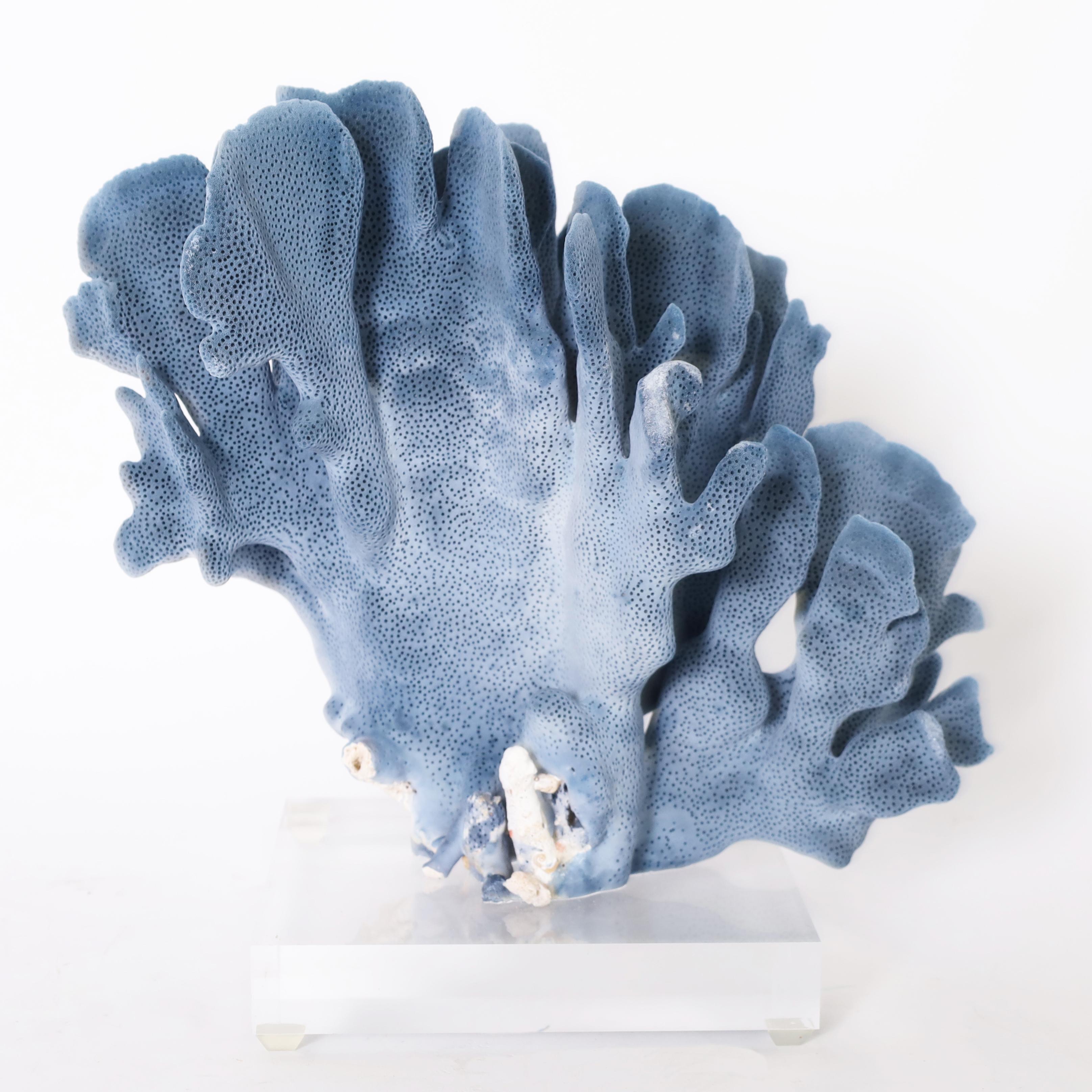 Three Blue Coral Specimens on Lucite, Priced Individually 2