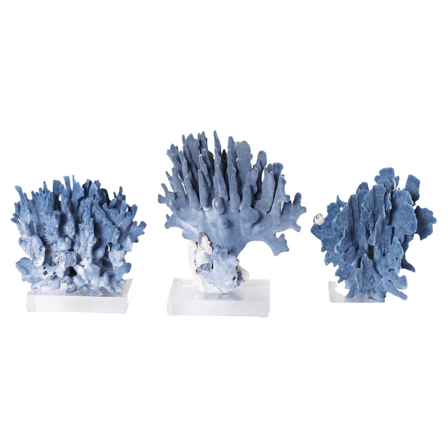 Three Blue Coral Specimens on Lucite, Priced Individually