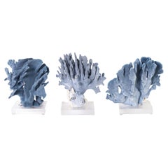 Three Blue Coral Specimens on Lucite, Priced Individually
