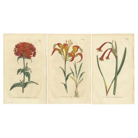 Three Botany Prints Full Color Original Engravings, 1794