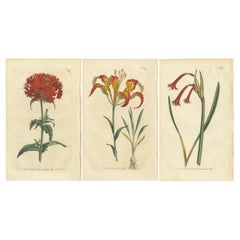 Tre stampe di botanica con incisioni originali a colori, 1794