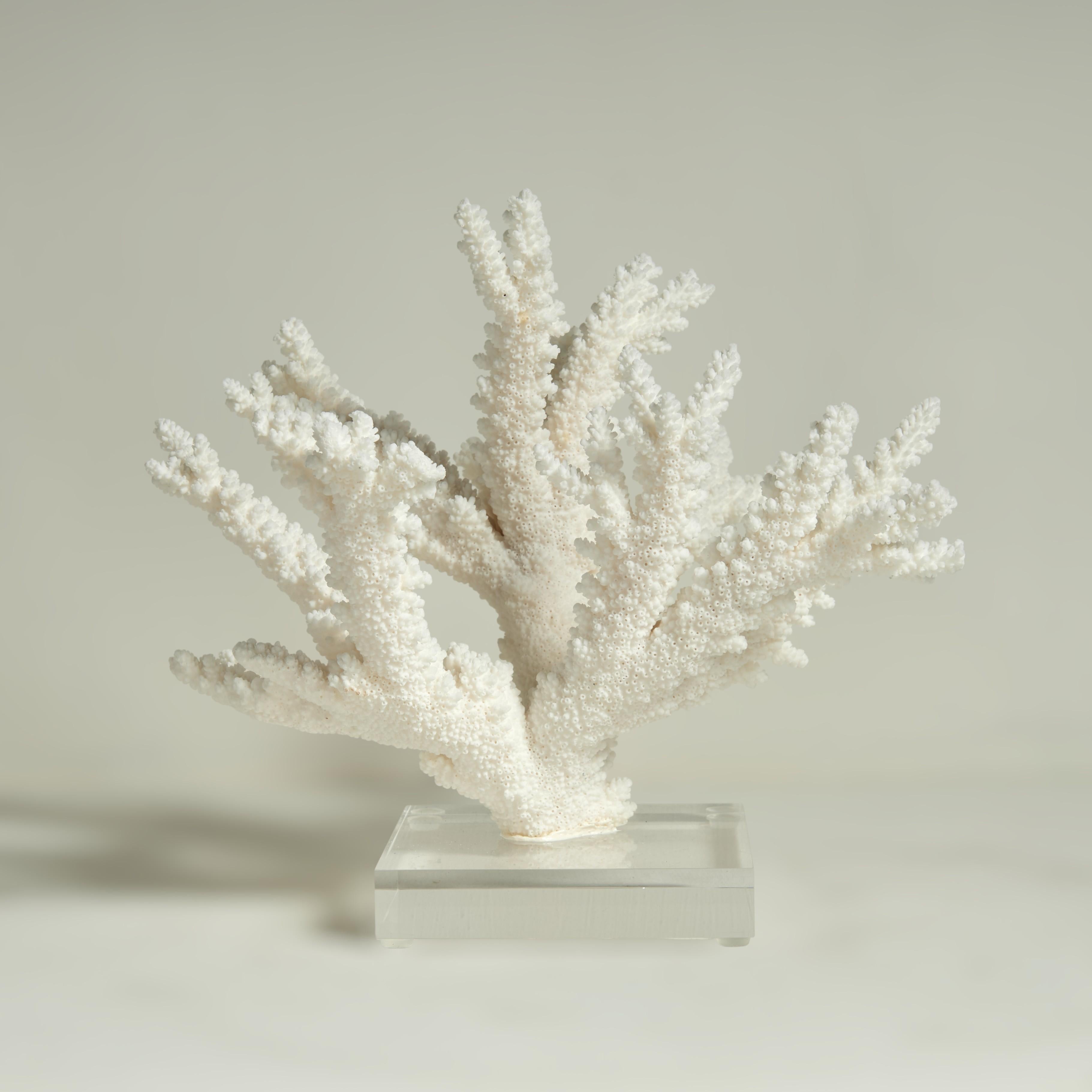 Drei Branch Coral Skulpturen auf Lucite im Angebot 2