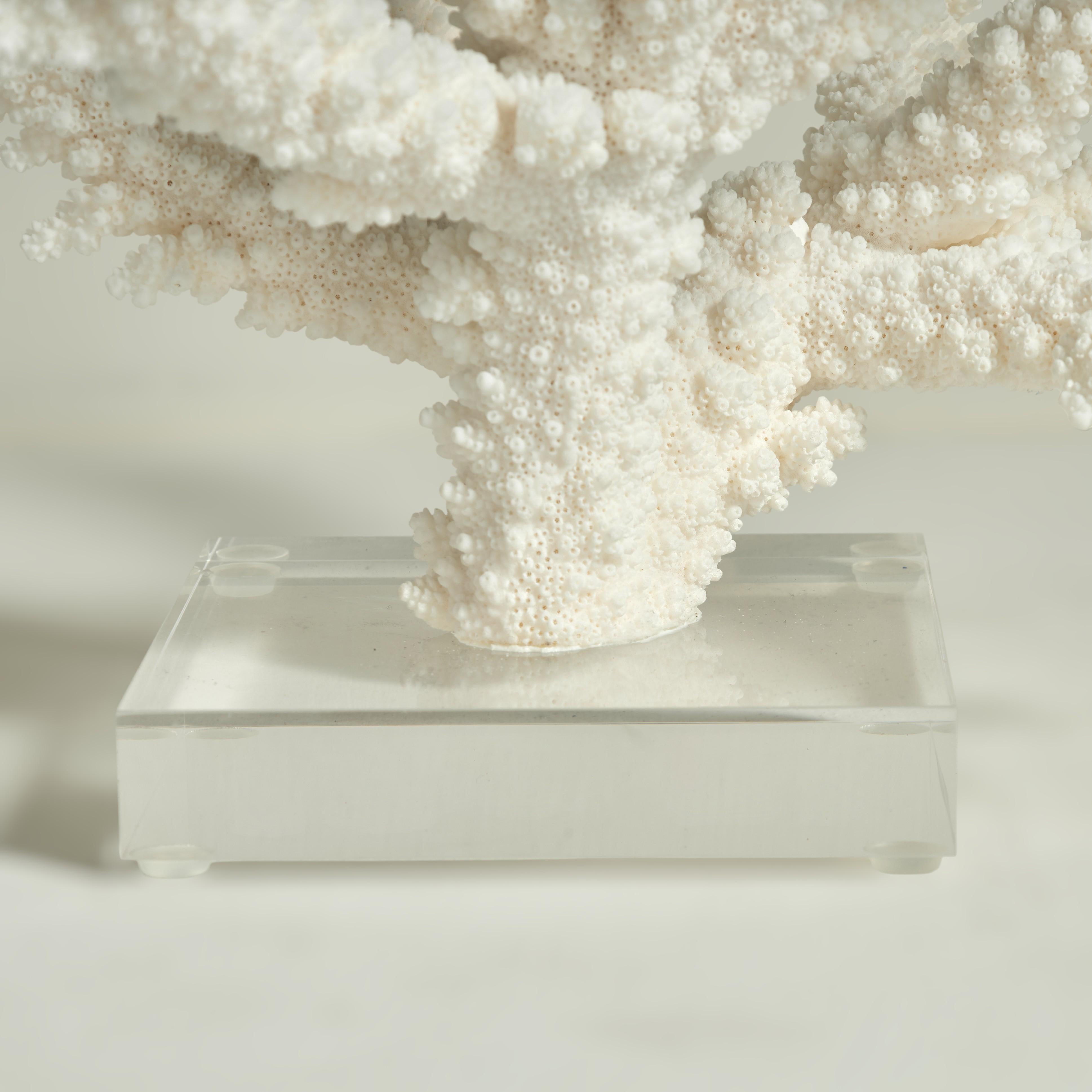 Drei Branch Coral Skulpturen auf Lucite im Angebot 4