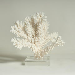 Three Branch Coral Sculptures on Lucite